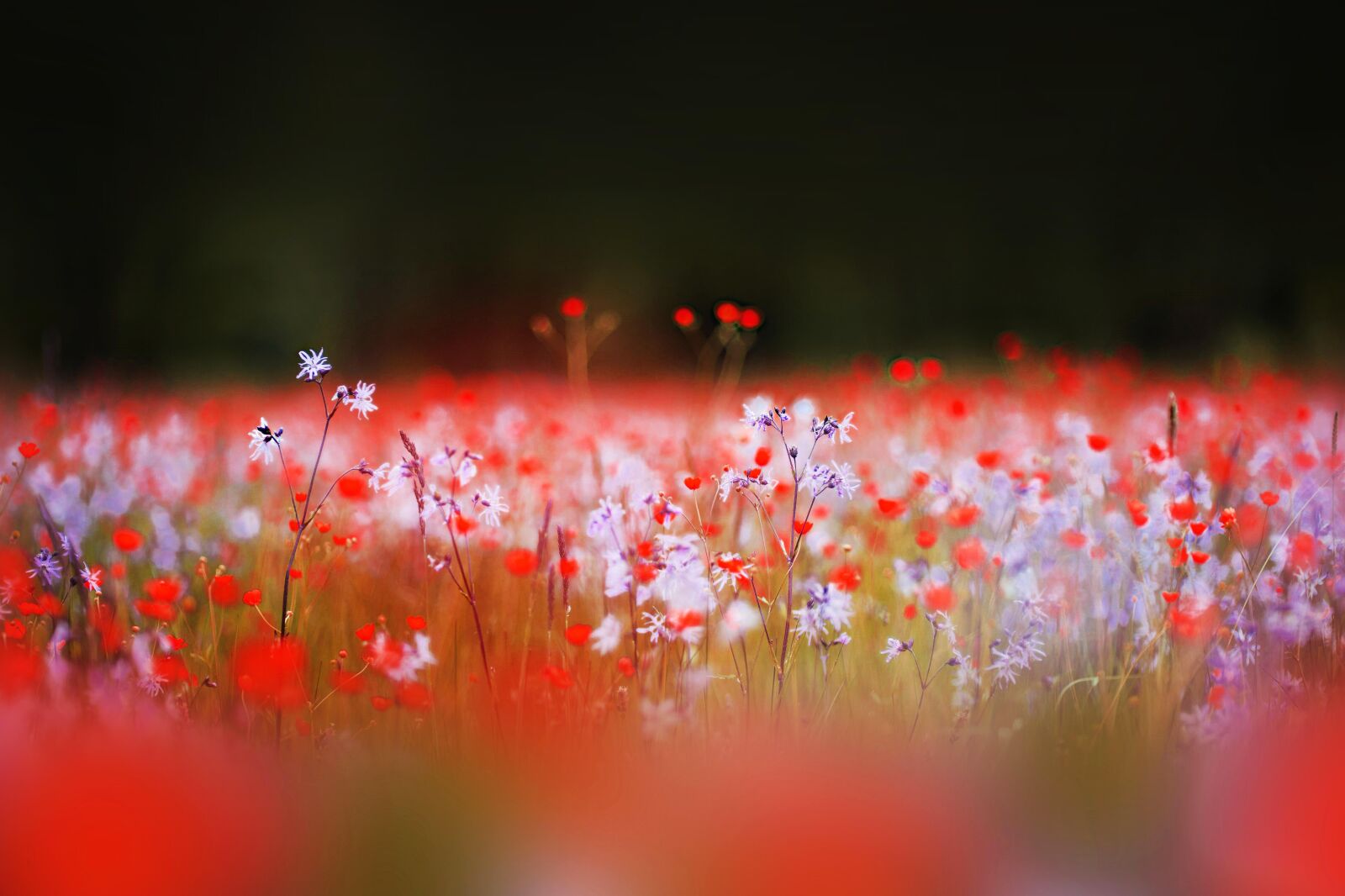 Nikon D800E sample photo. Wiese, meadow, blumenwiese photography