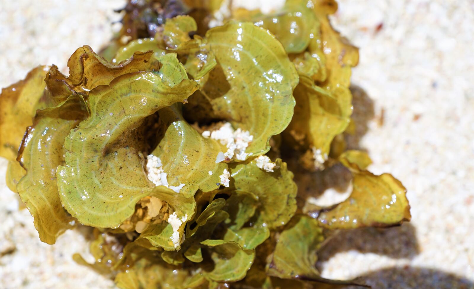 Sony ILCA-77M2 + Sony DT 16-50mm F2.8 SSM sample photo. Seaweed, sea, water photography