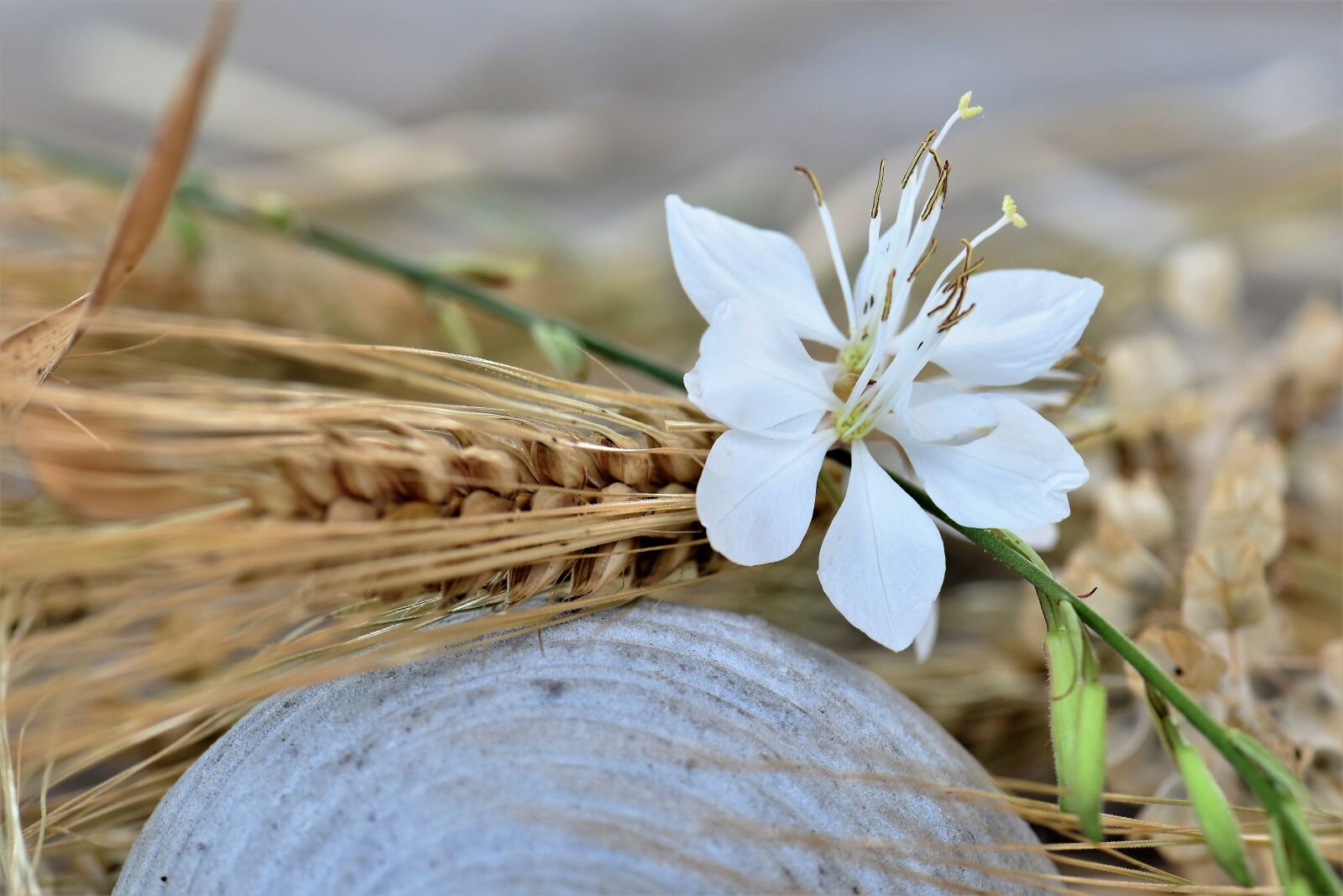 Nikon D5500 sample photo. Deco, table decorations, decoration photography