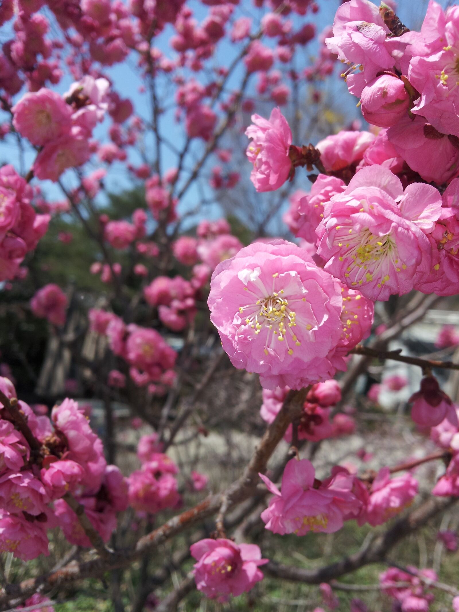 Samsung Galaxy S2 HD LTE sample photo. Plum, flowers, spring photography