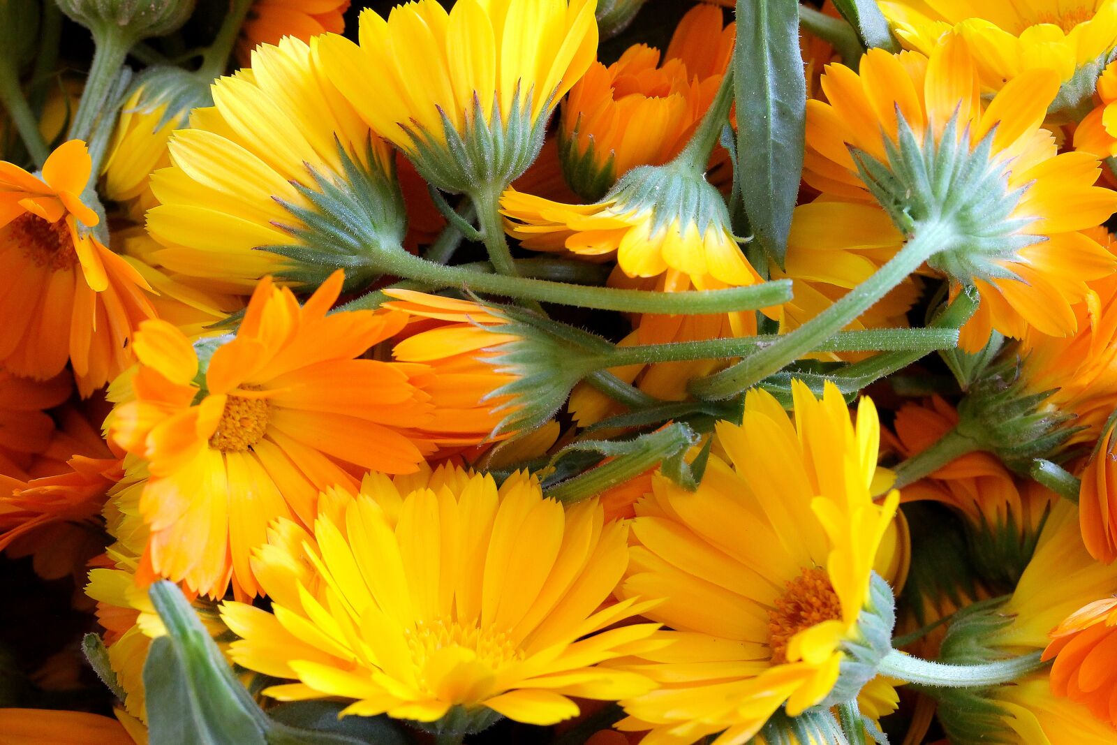 Canon EF-S 60mm F2.8 Macro USM sample photo. Marigold, flower, yellow flower photography