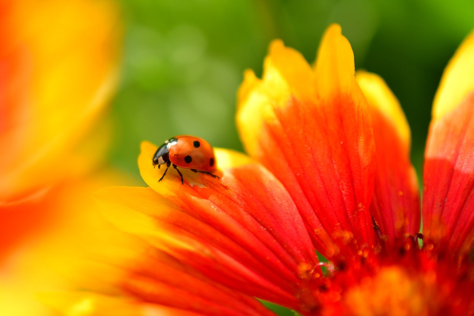 Nikon D7500 sample photo. Bug, ladybug, small insects photography