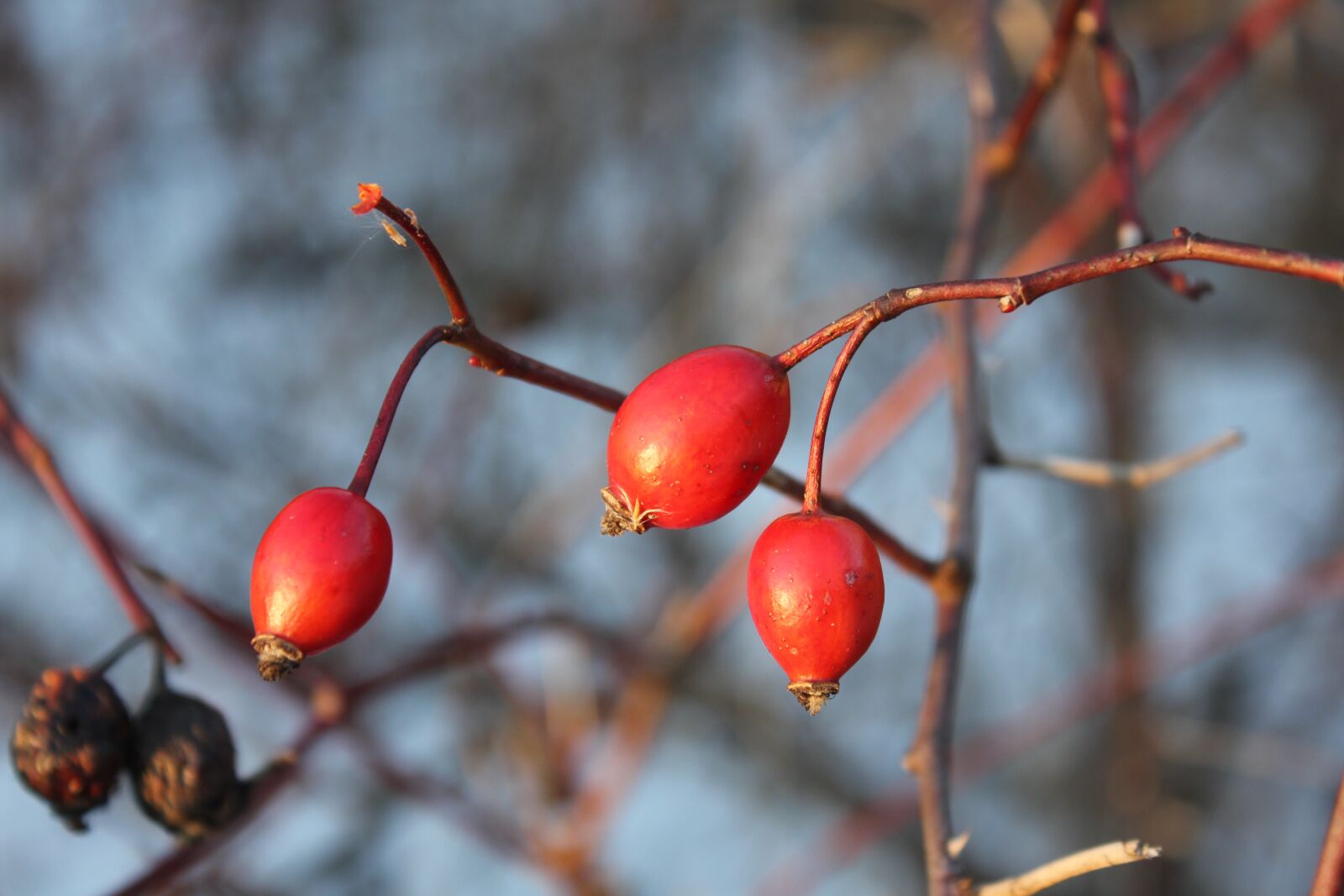 Canon EOS 550D (EOS Rebel T2i / EOS Kiss X4) sample photo. Darts, autumn, winter photography