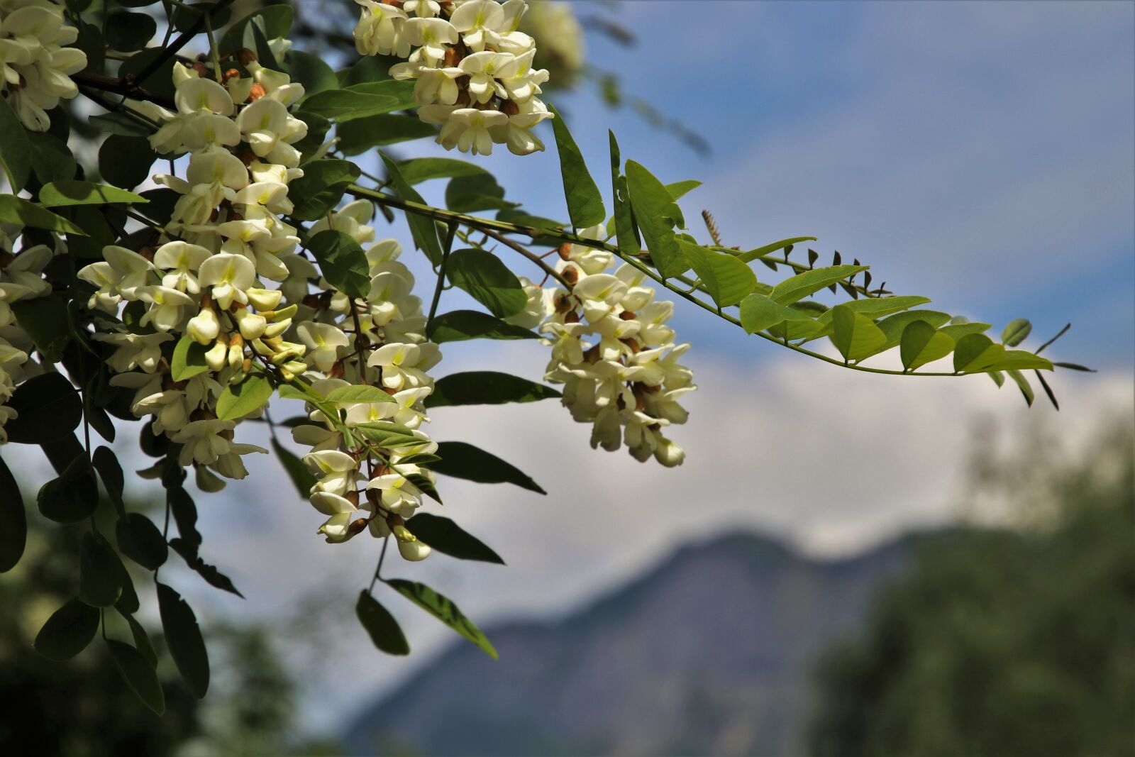 Canon EOS 80D sample photo. Acacia, tree, foliage photography