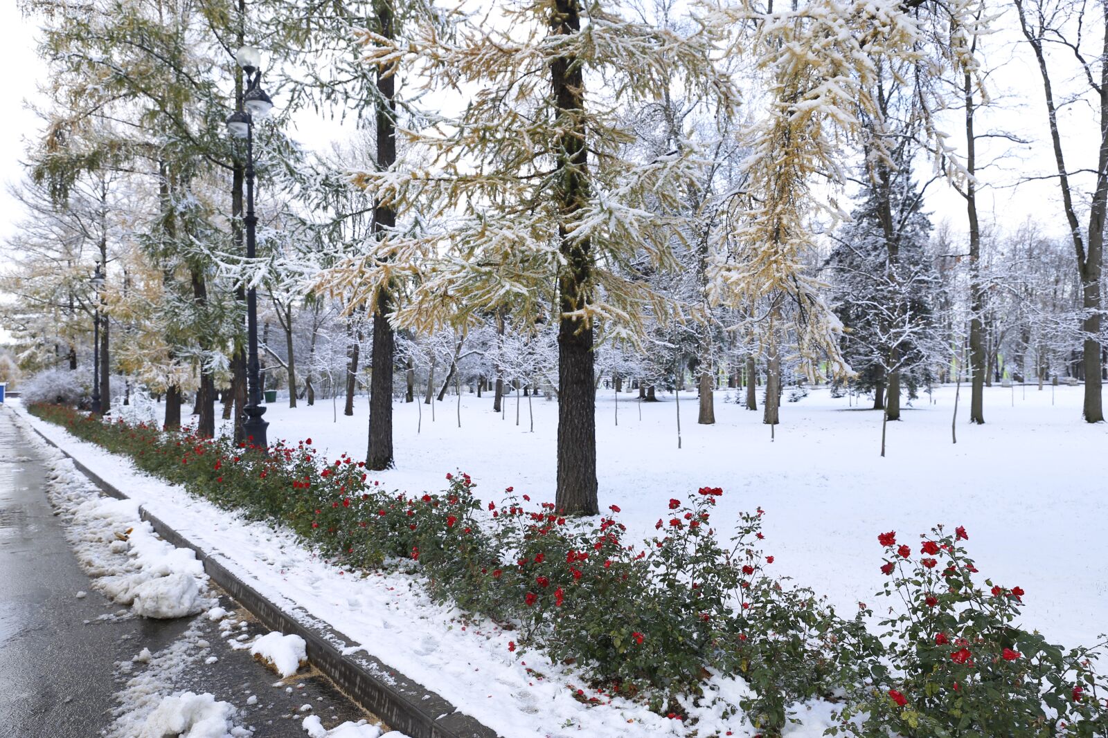 Canon EF 24-70mm F2.8L II USM sample photo. The first snow, snow photography