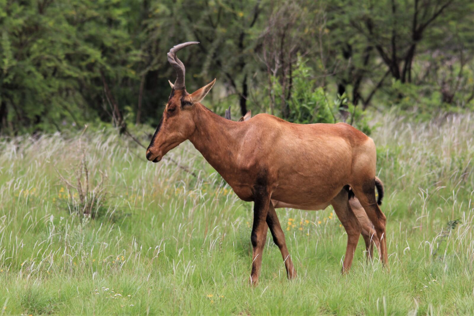 Canon EOS 60D sample photo. Red, hartebeest, ram photography