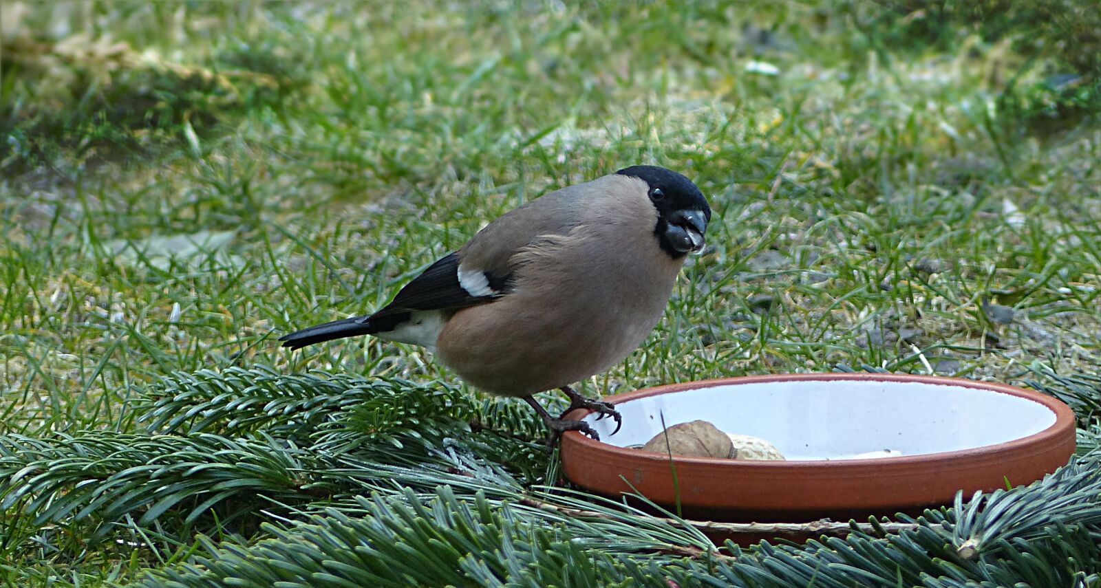 Panasonic Lumix DMC-FZ200 sample photo. Bird, bullfinch, pyrrhula photography