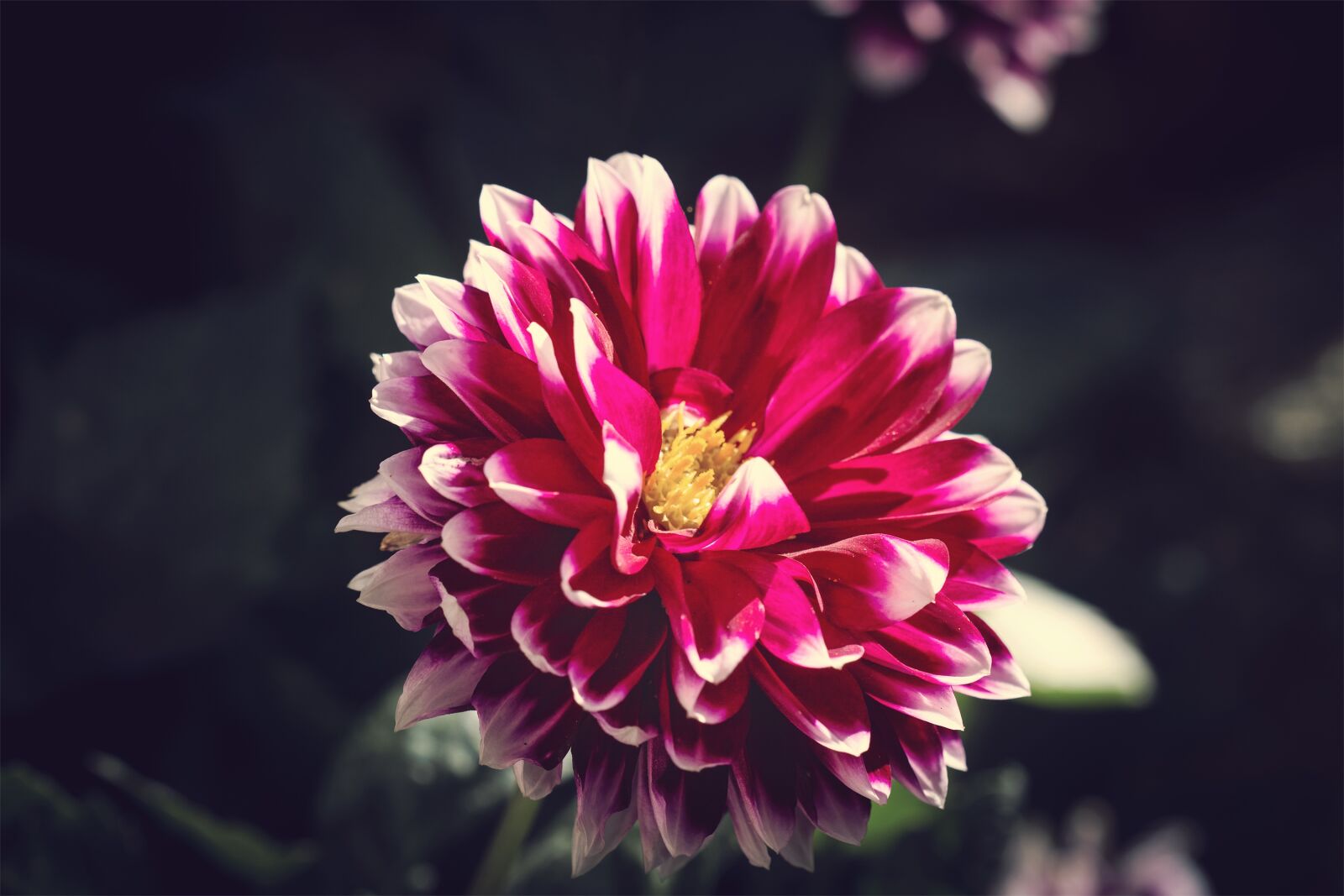 Nikon D7100 sample photo. Flower, raghavendra, plant photography