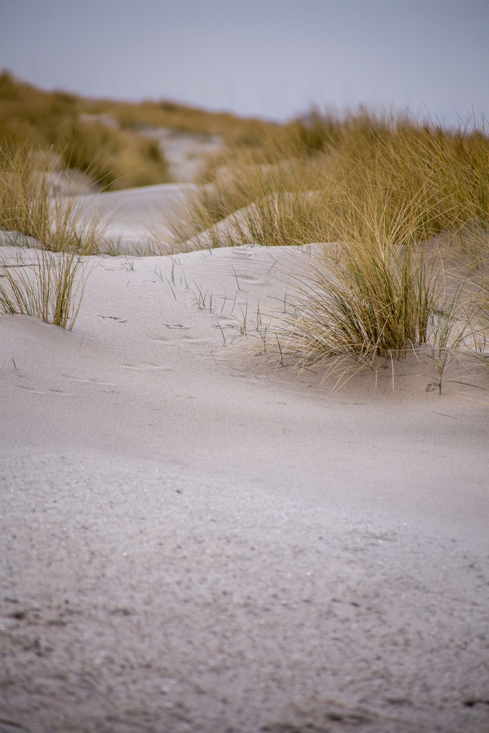 Canon EOS 6D sample photo. Dunes, kijkduin, netherlands photography
