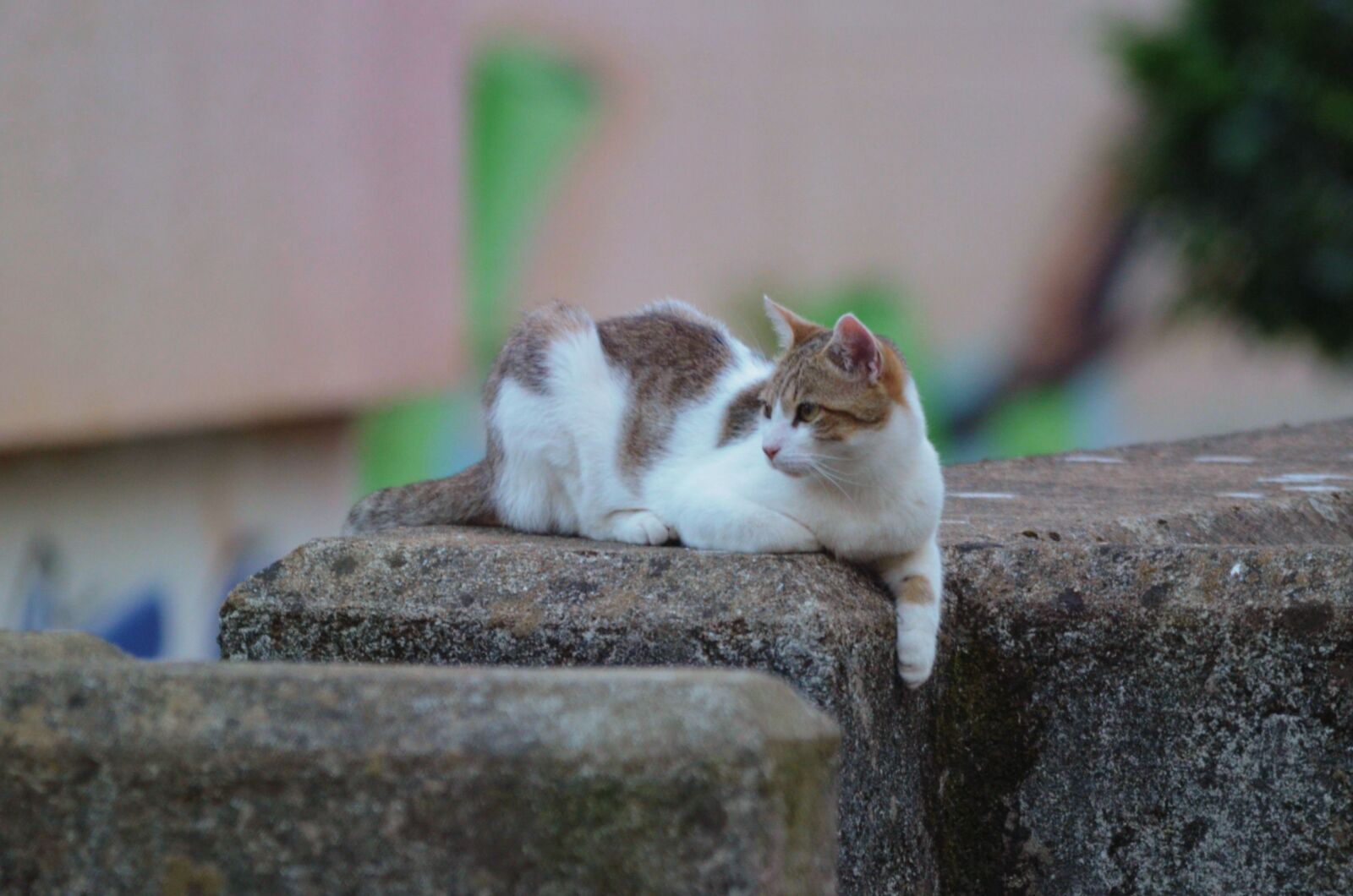 Nikon D5100 sample photo. Animal, animalier, chat, chat photography
