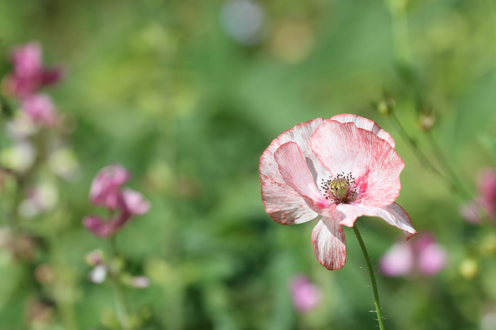 Canon EF 180mm F3.5L Macro USM sample photo. Flowers, poppies, meadow photography