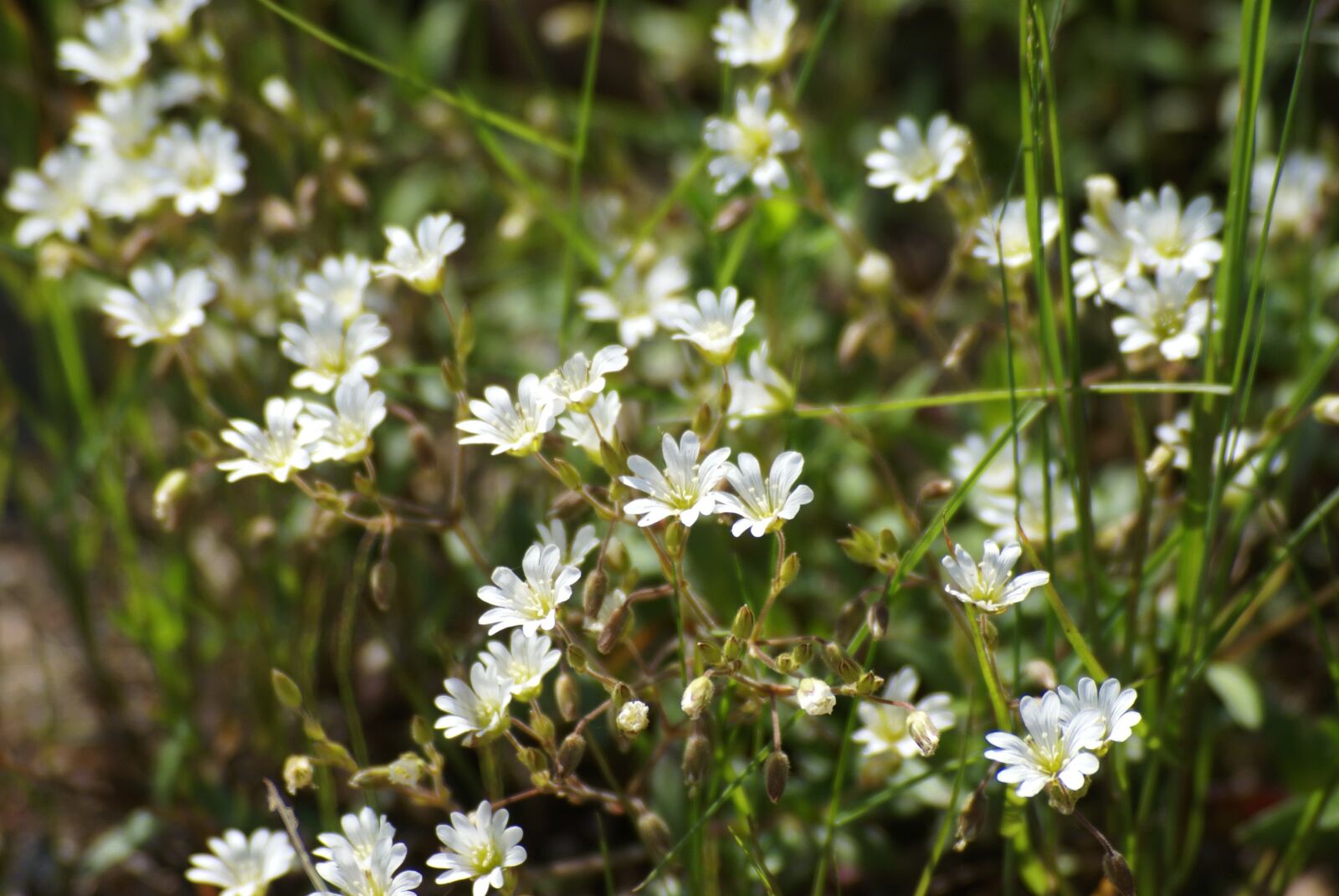 Sony Alpha DSLR-A100 sample photo. Grass, mother's day, romance photography