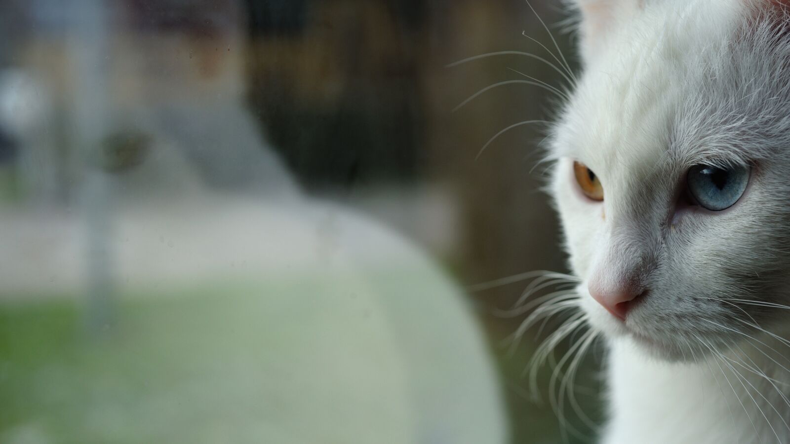 Nikon D700 sample photo. Reflection, cats eyes, two-tone photography