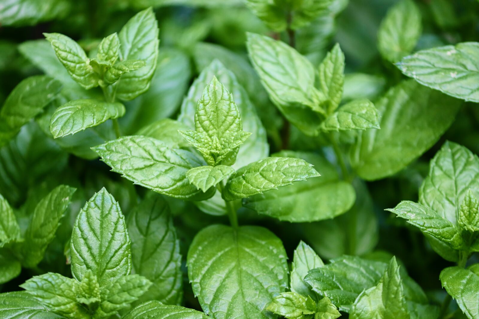 Canon EOS 200D (EOS Rebel SL2 / EOS Kiss X9) sample photo. Peppermint, mentha, leaves photography