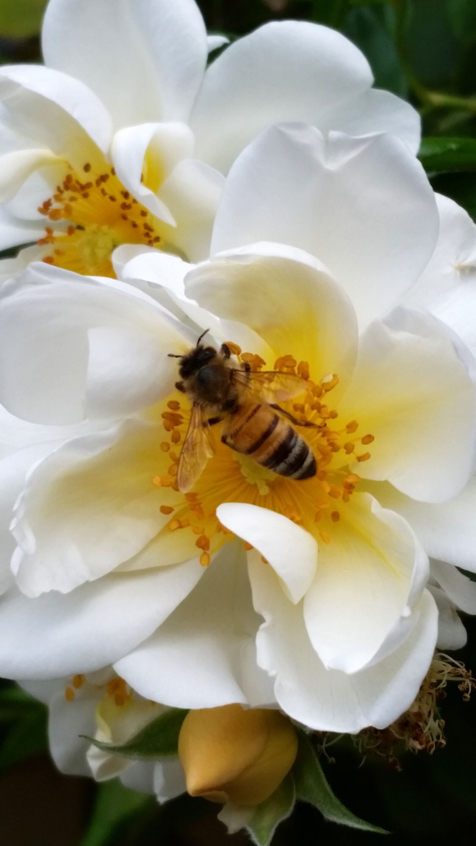 Samsung Galaxy S5 sample photo. Flower, white, rose photography