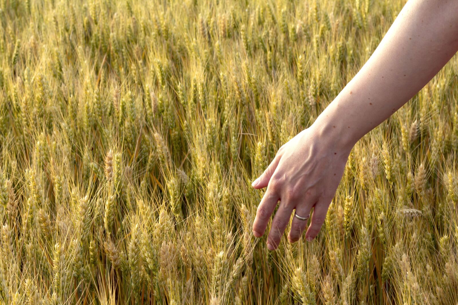 Canon EOS 60D + Canon EF 50mm F1.8 STM sample photo. Summer, spring, field photography