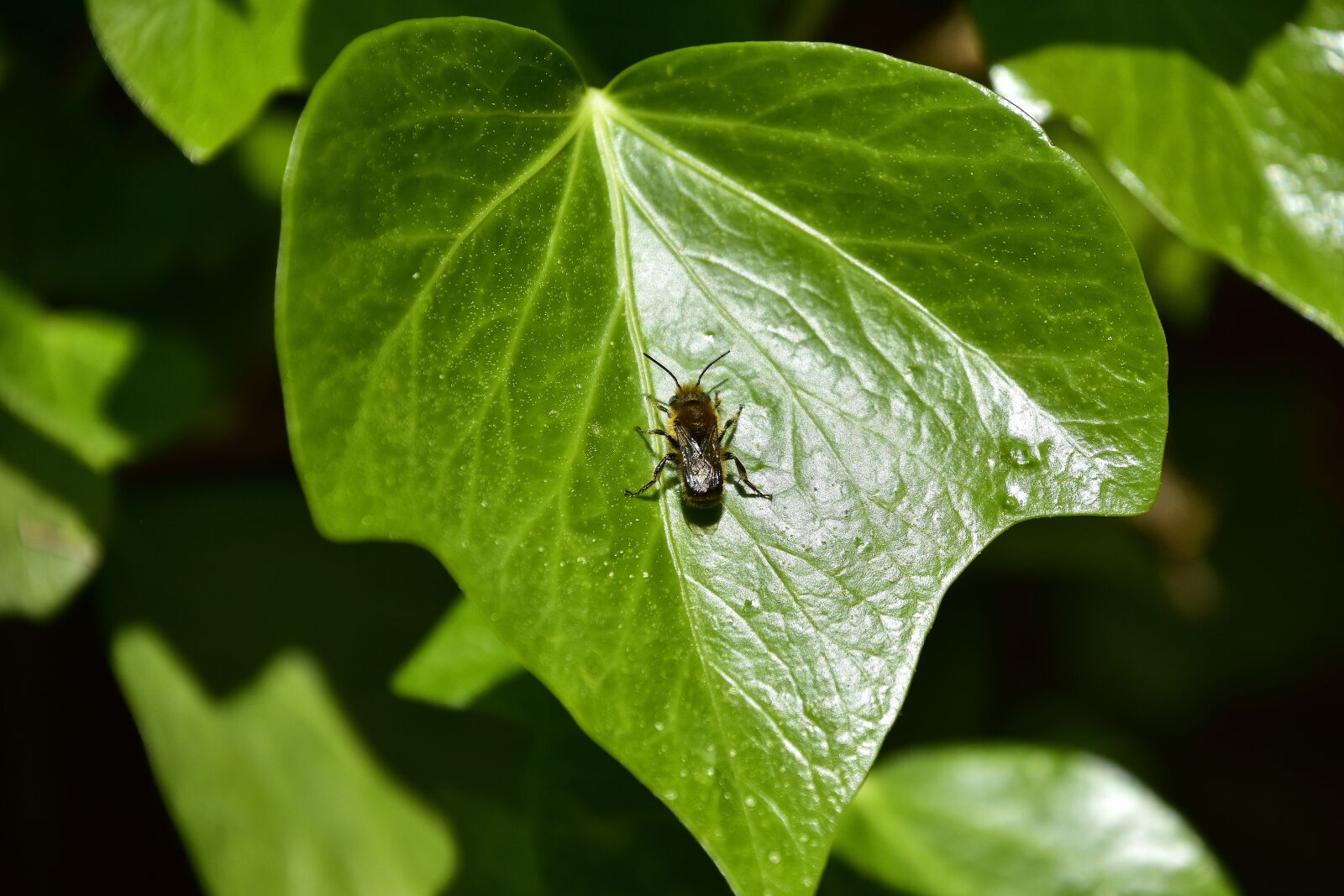 Nikon D7200 sample photo. Leaf, nature, plant photography