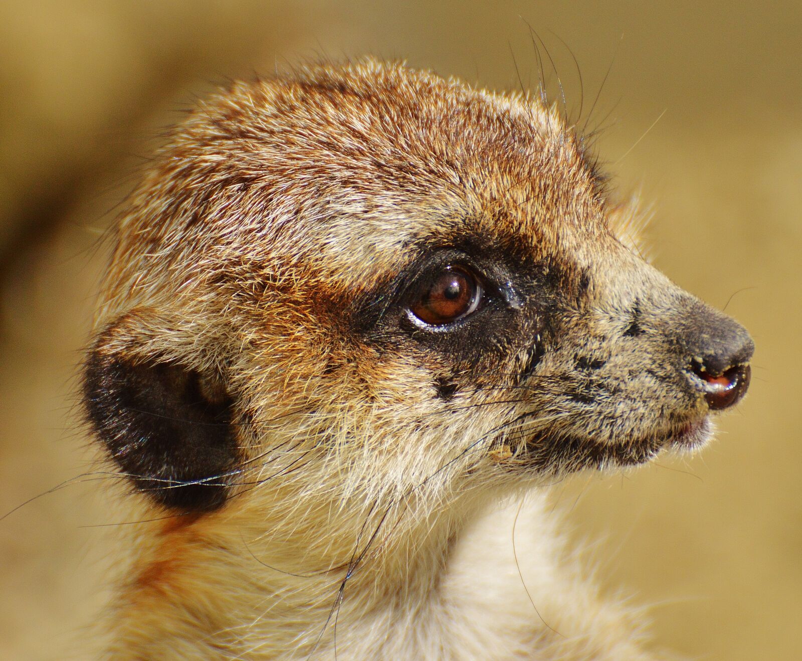 Nikon D3200 sample photo. Meerkat, animal, nature photography