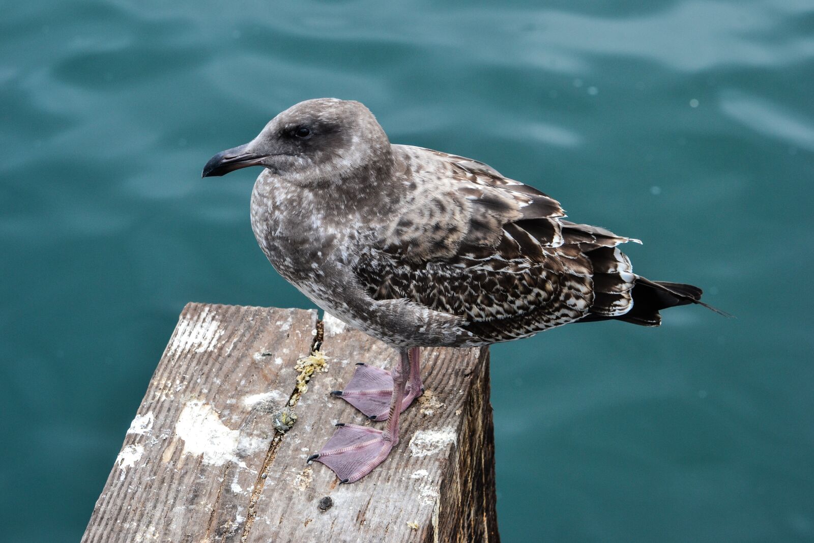 Nikon D3100 sample photo. Seagull, birds, ocean photography