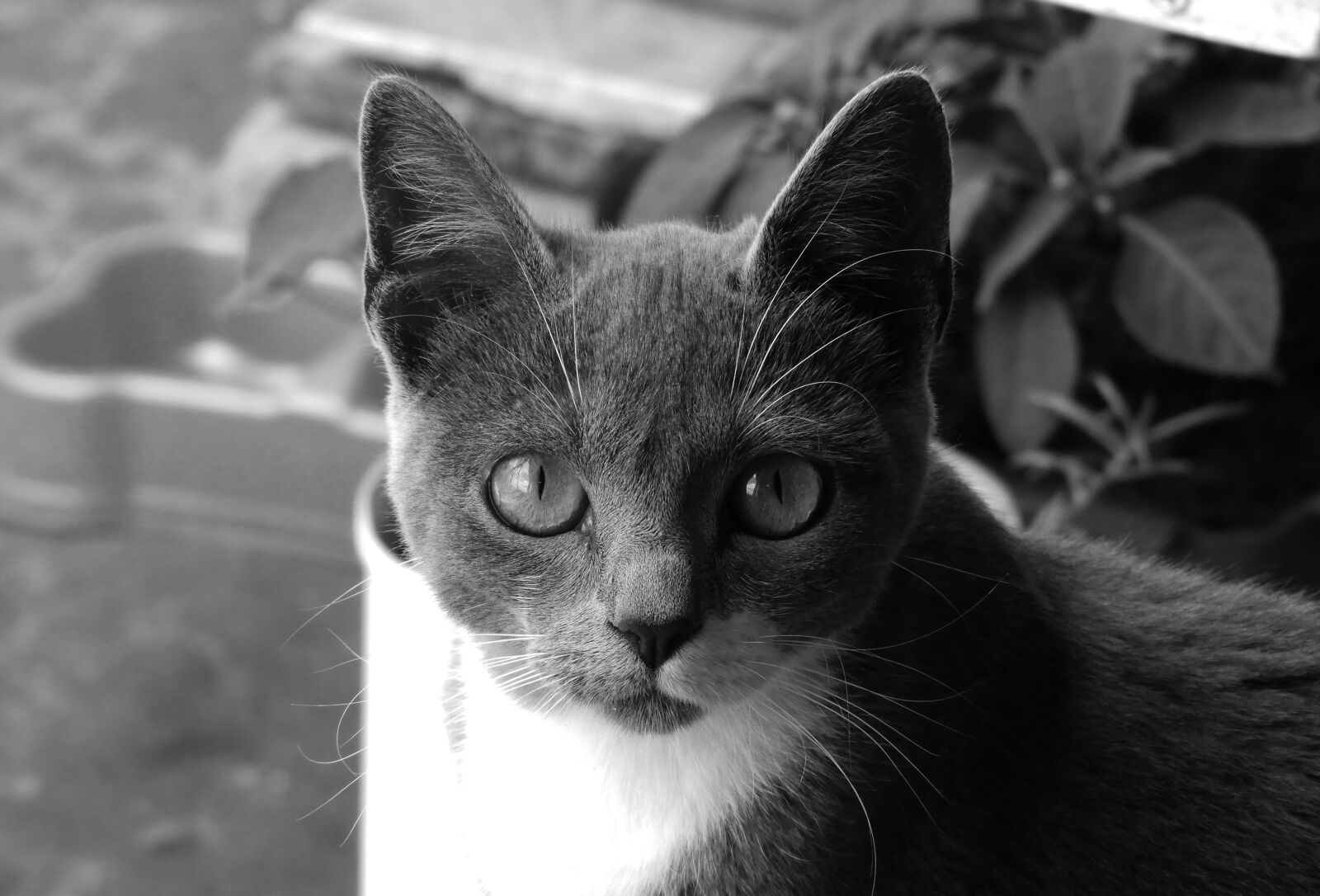 Nikon Coolpix B700 sample photo. Black and white, animal photography