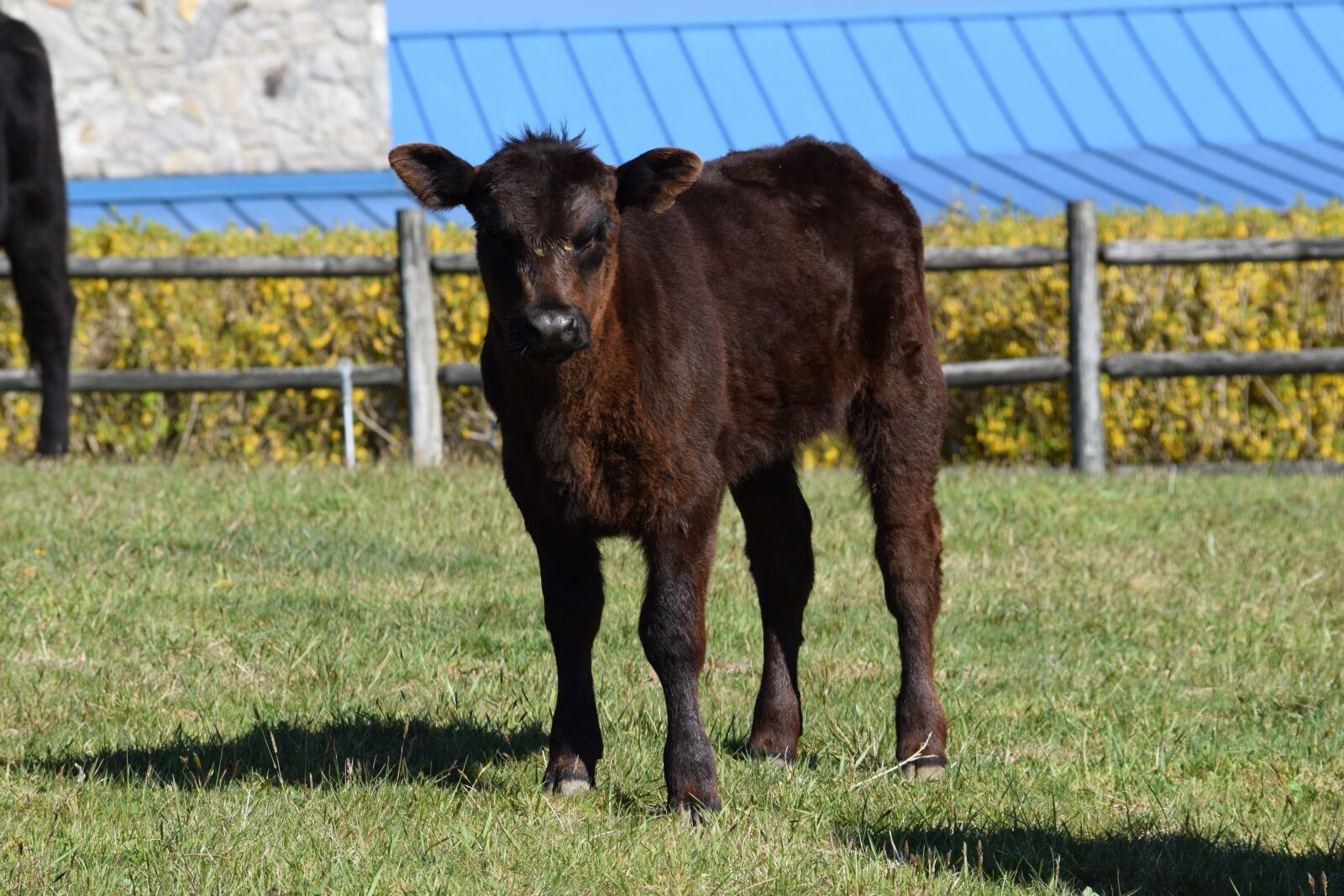 Nikon D3300 sample photo. Calf, cow, farm photography