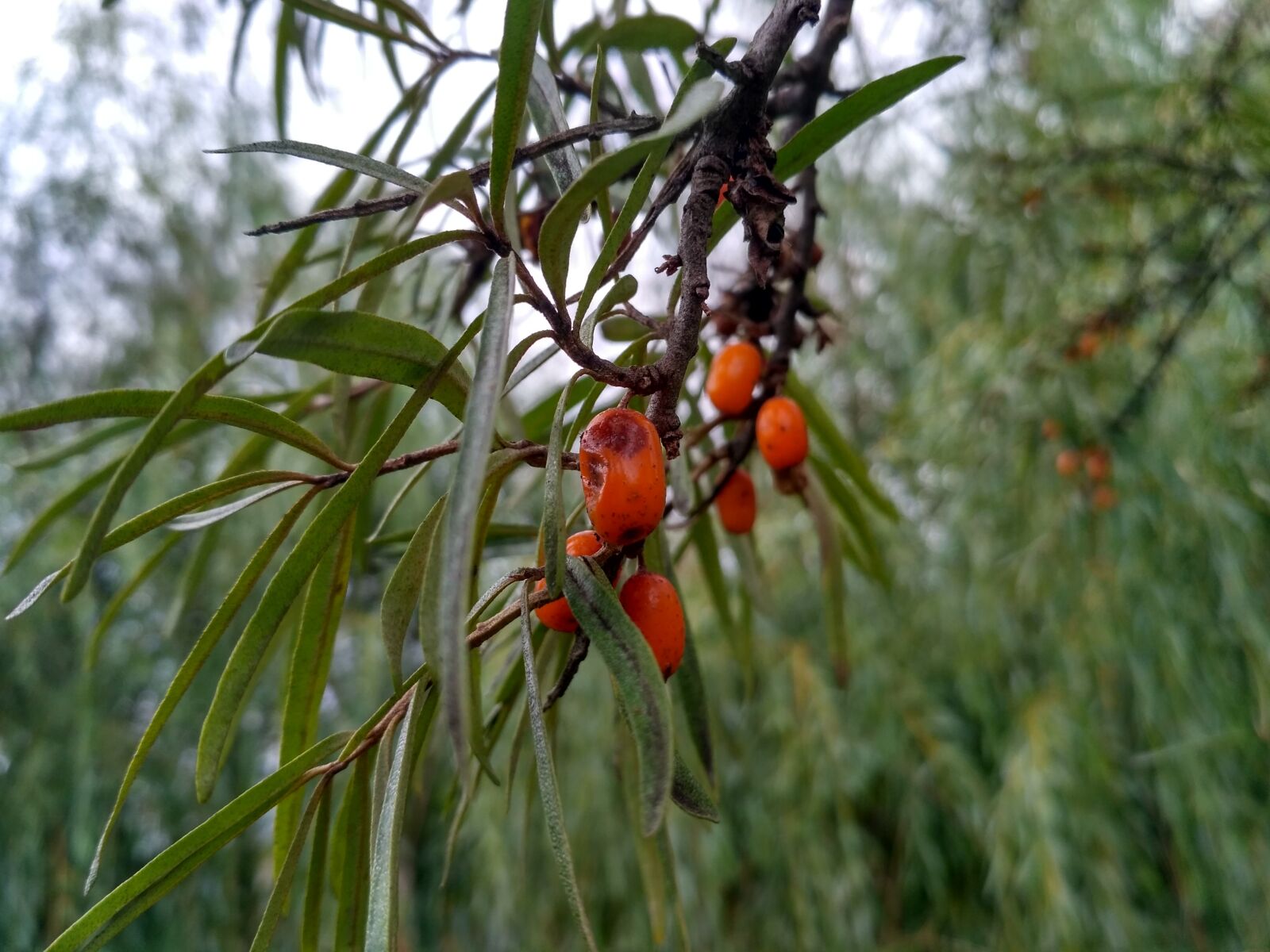 Xiaomi Redmi 3S sample photo. Nature, fruit, living nature photography