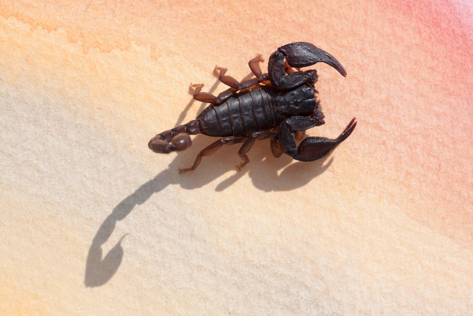 Canon EOS 50D sample photo. Scorpio, androctonus crassicauda, gripper photography