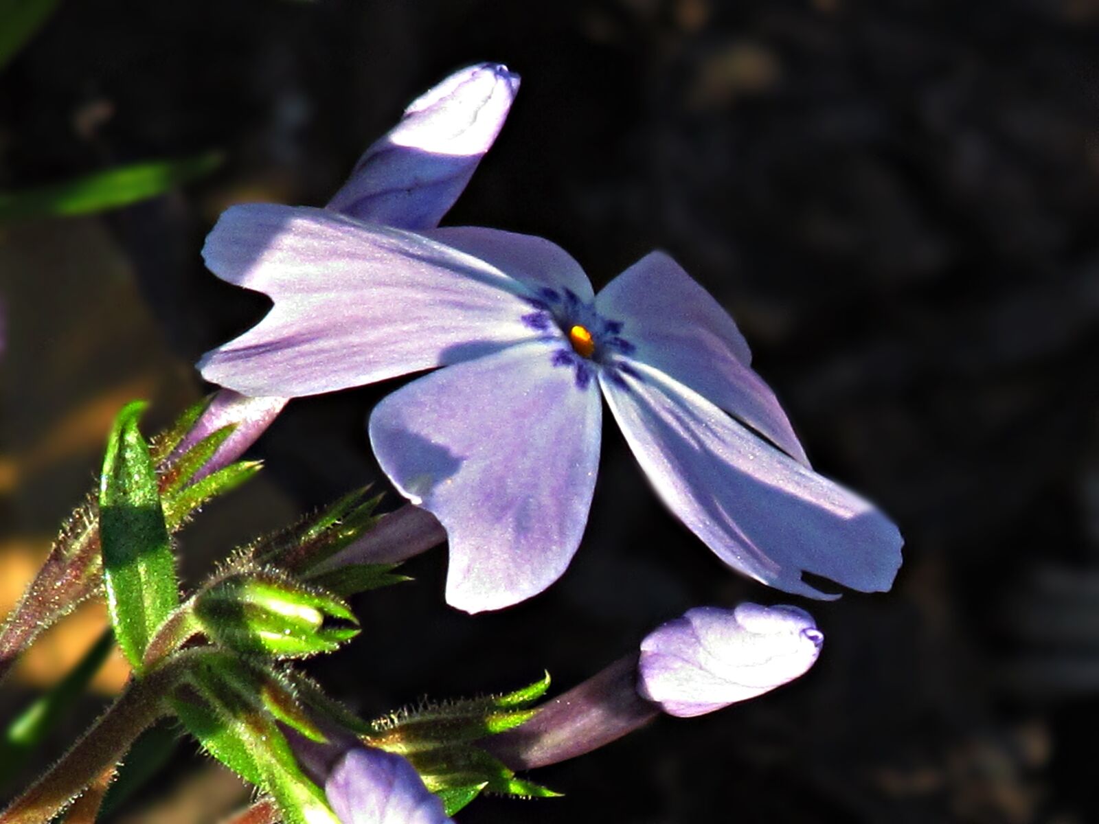 Canon PowerShot SX30 IS sample photo. Flower, flowers, spring photography