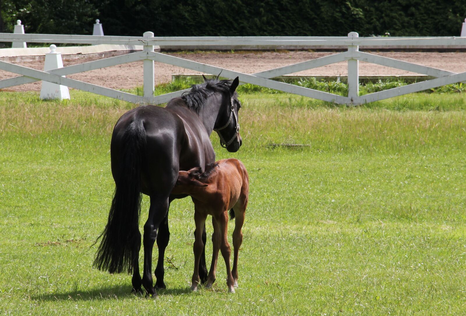 Canon EOS 550D (EOS Rebel T2i / EOS Kiss X4) sample photo. Horse, foal, animals photography
