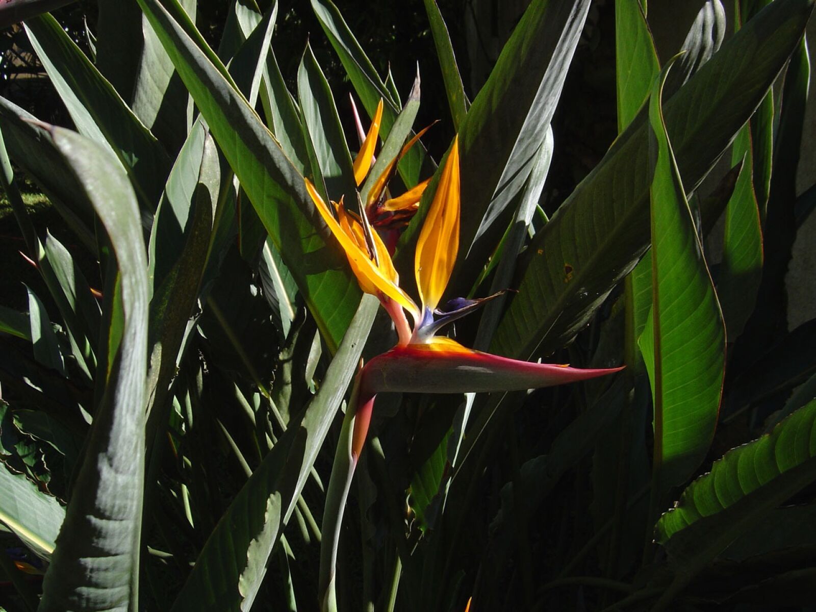 Sony DSC-P92 sample photo. Bird of paradise, flower photography