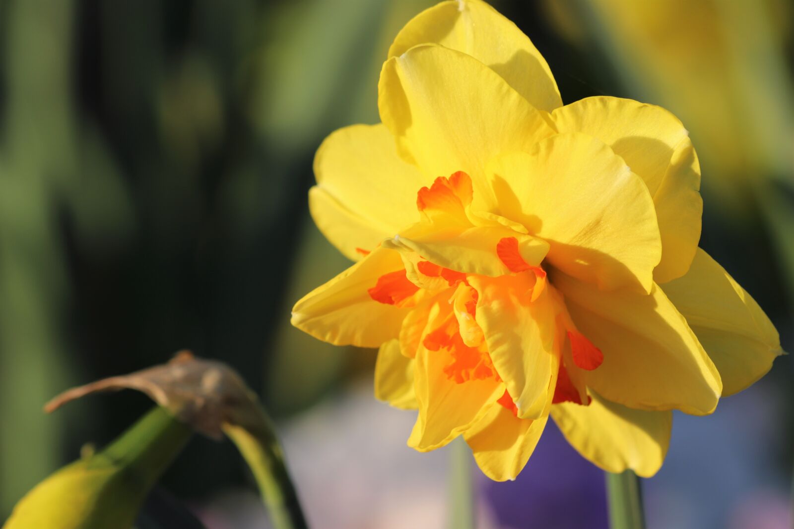 Canon EOS 200D (EOS Rebel SL2 / EOS Kiss X9) sample photo. Narcissus, spring, flower photography