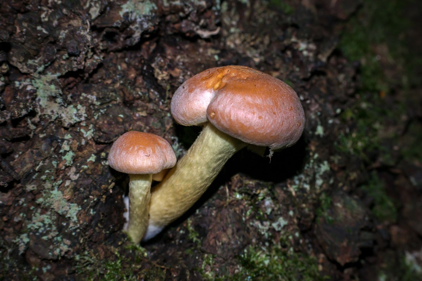 Samsung NX300M sample photo. Mushroom, autumn, hypholoma sublateritium photography