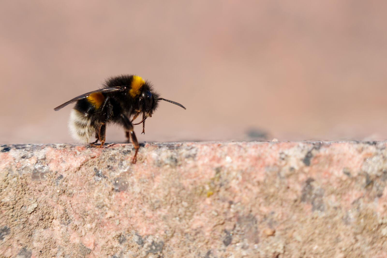 Sigma 28-105mm F2.8 DG DN | Art sample photo. Bumblebee resting photography