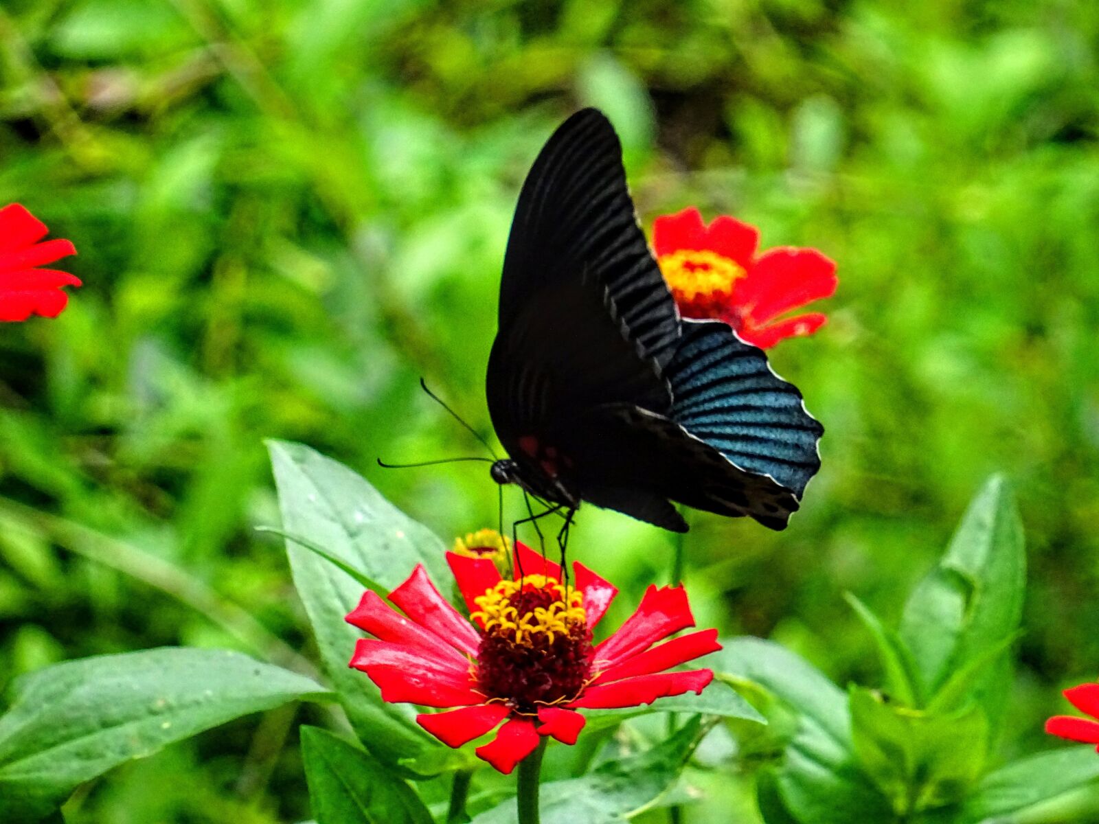 Sony DSC-HX60 sample photo. Butterfly, flower, insect photography