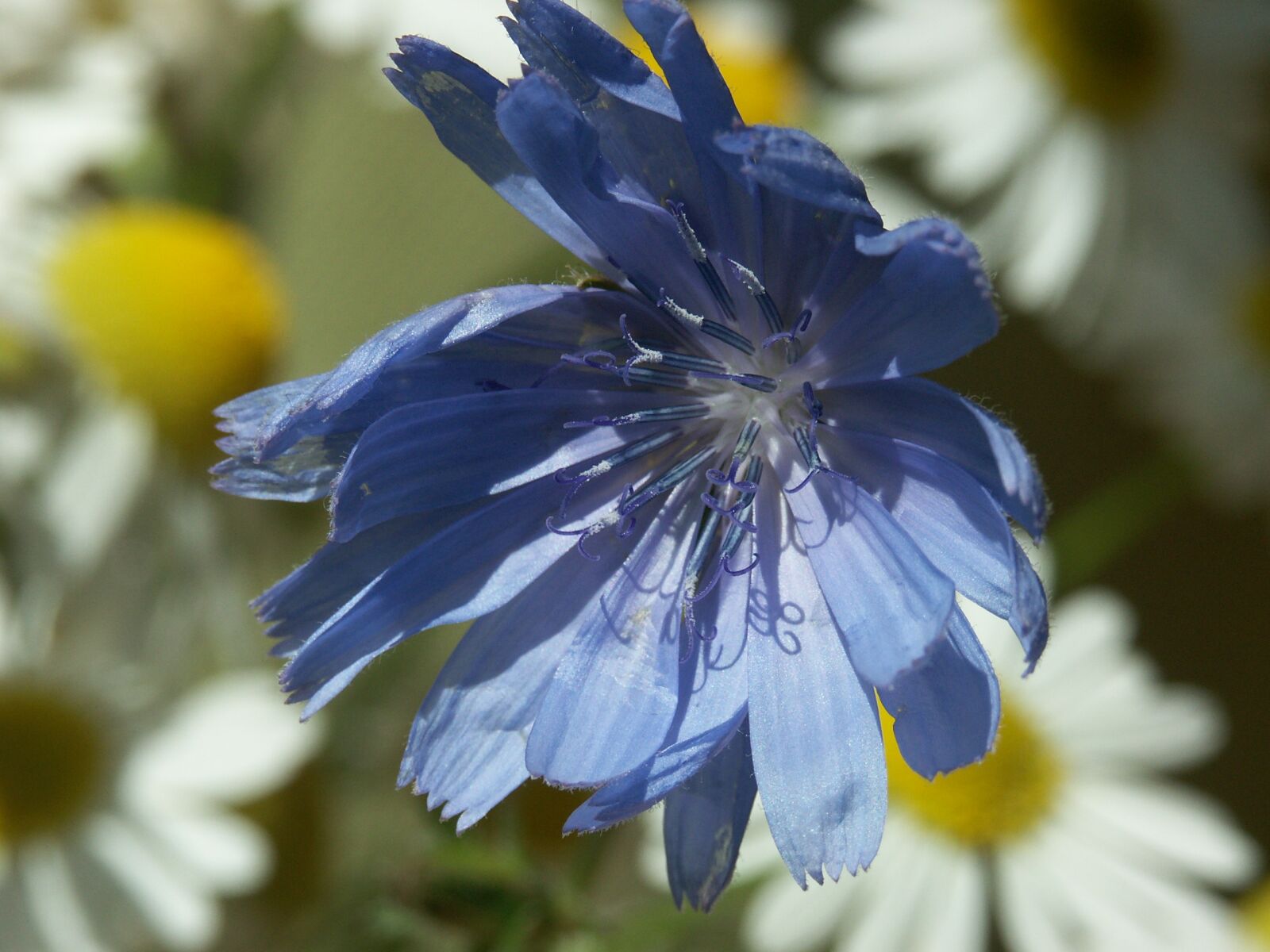 KONICA MINOLTA DiMAGE A1 sample photo. Nature, plant, summer photography