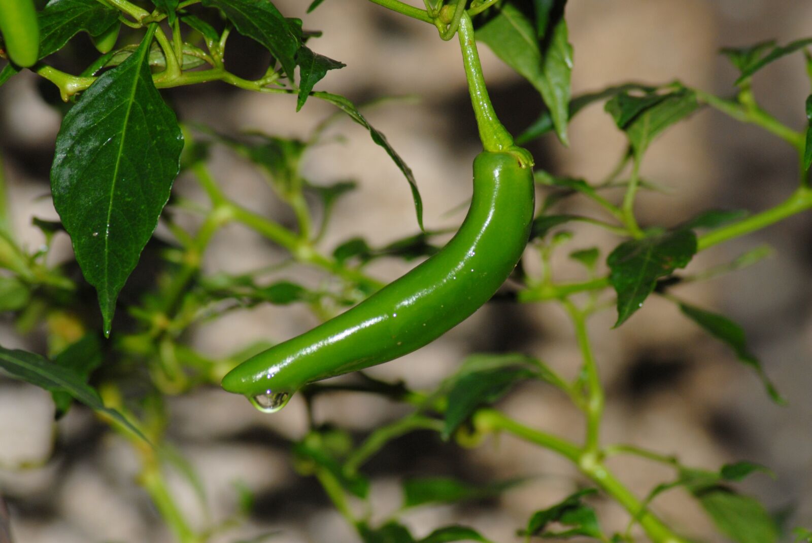 Nikon D200 sample photo. Chile, spicy, vegetable photography