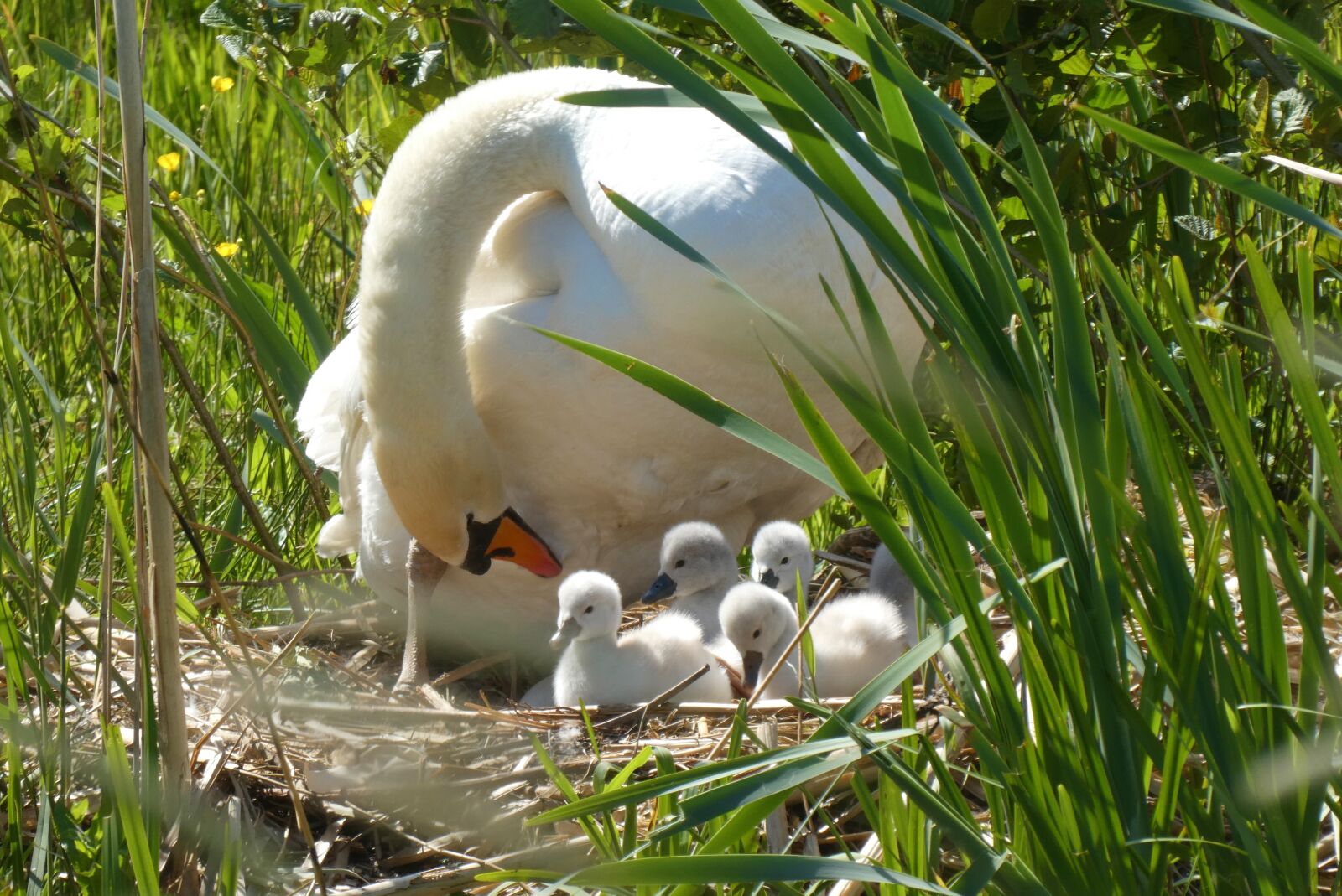 Panasonic Lumix DC-ZS70 (Lumix DC-TZ90) sample photo. Swan with chicks, swan photography