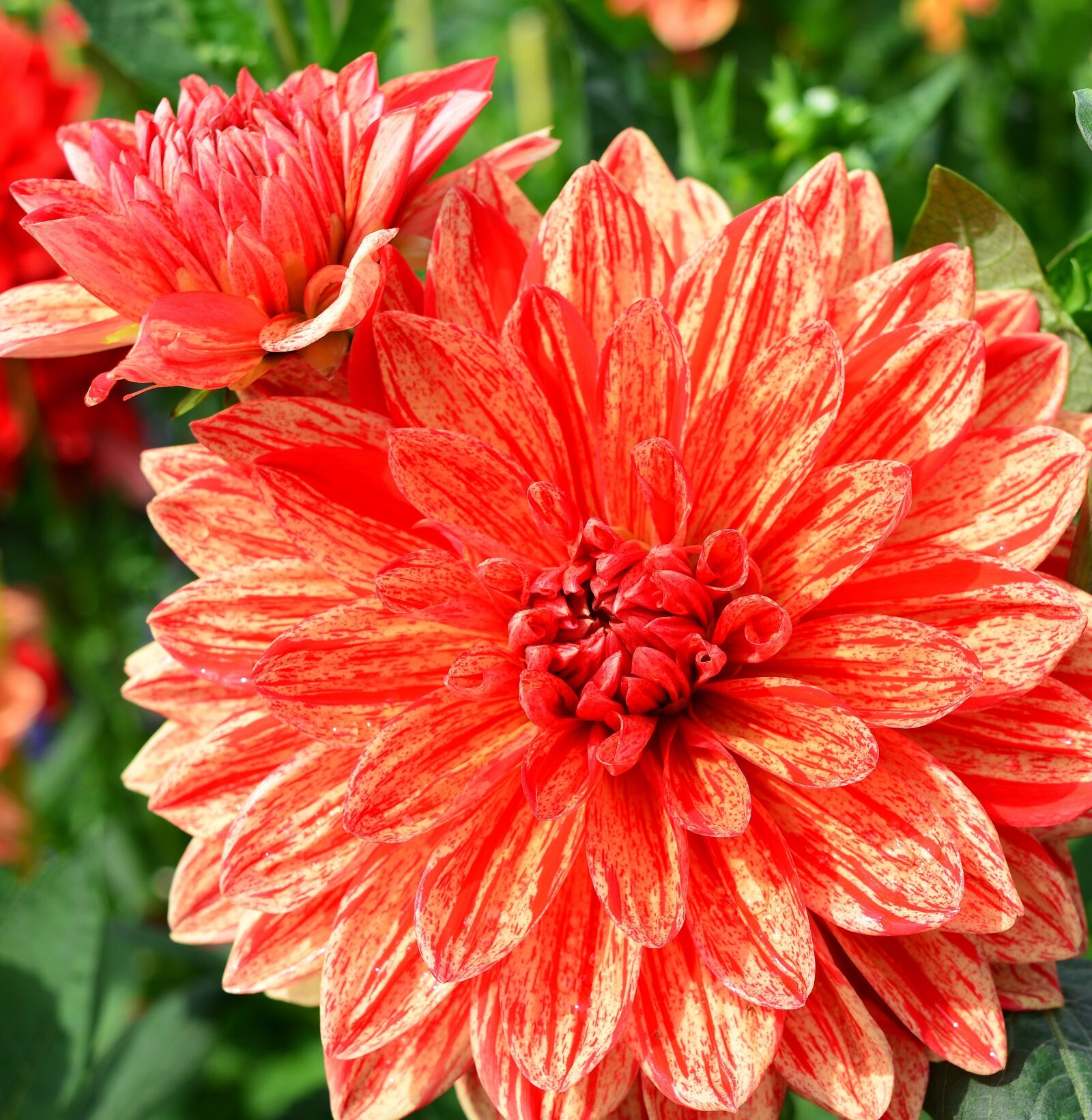 Nikon D5200 sample photo. Flower, dahlia, petals photography