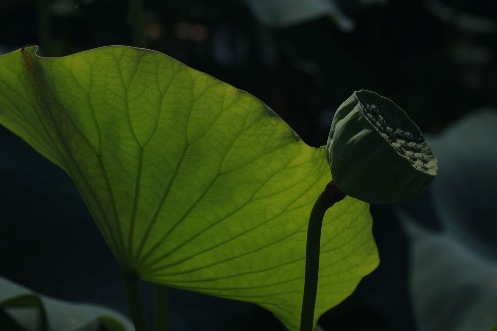 Canon EOS 500D (EOS Rebel T1i / EOS Kiss X3) sample photo. Kite, lotus, peaks photography