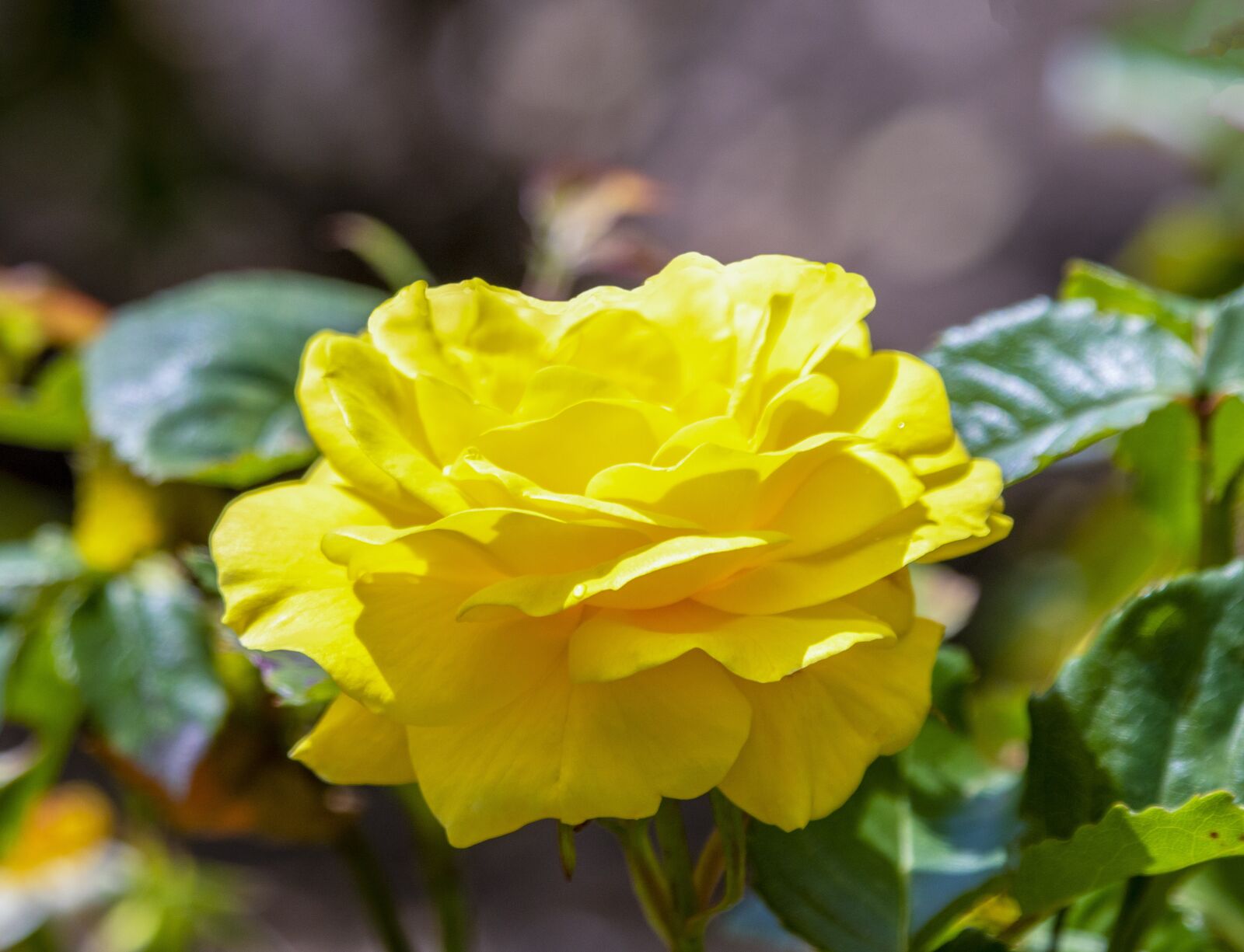 Sigma 100-400mm F5-6.3 DG OS HSM sample photo. Rose, bloom, romantic photography