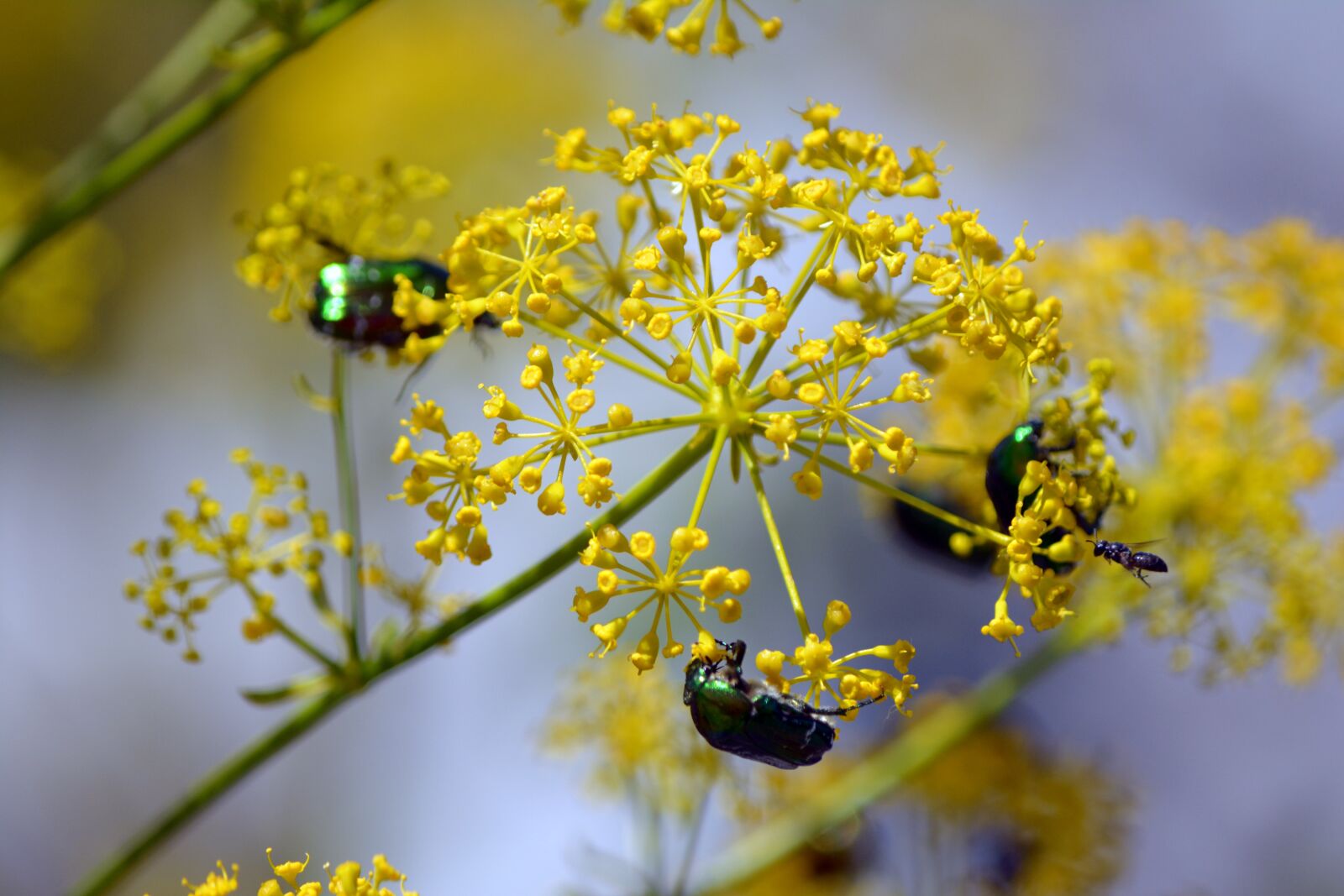 Nikon D5200 sample photo. Flower, bugs, nature photography