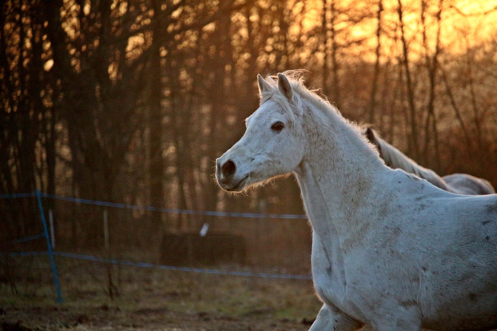 Canon EOS 100D (EOS Rebel SL1 / EOS Kiss X7) sample photo. Horse, mold, horse head photography