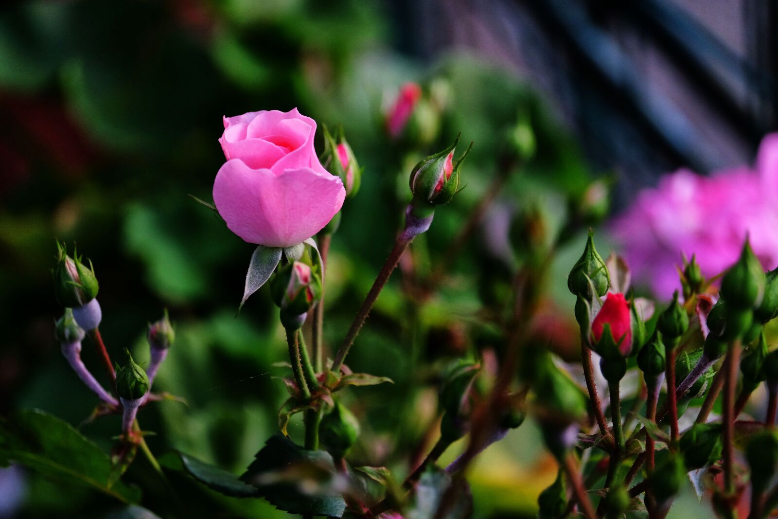 Fujifilm X-E2 + Fujifilm XF 55-200mm F3.5-4.8 R LM OIS sample photo. Rosa, flower, nature photography