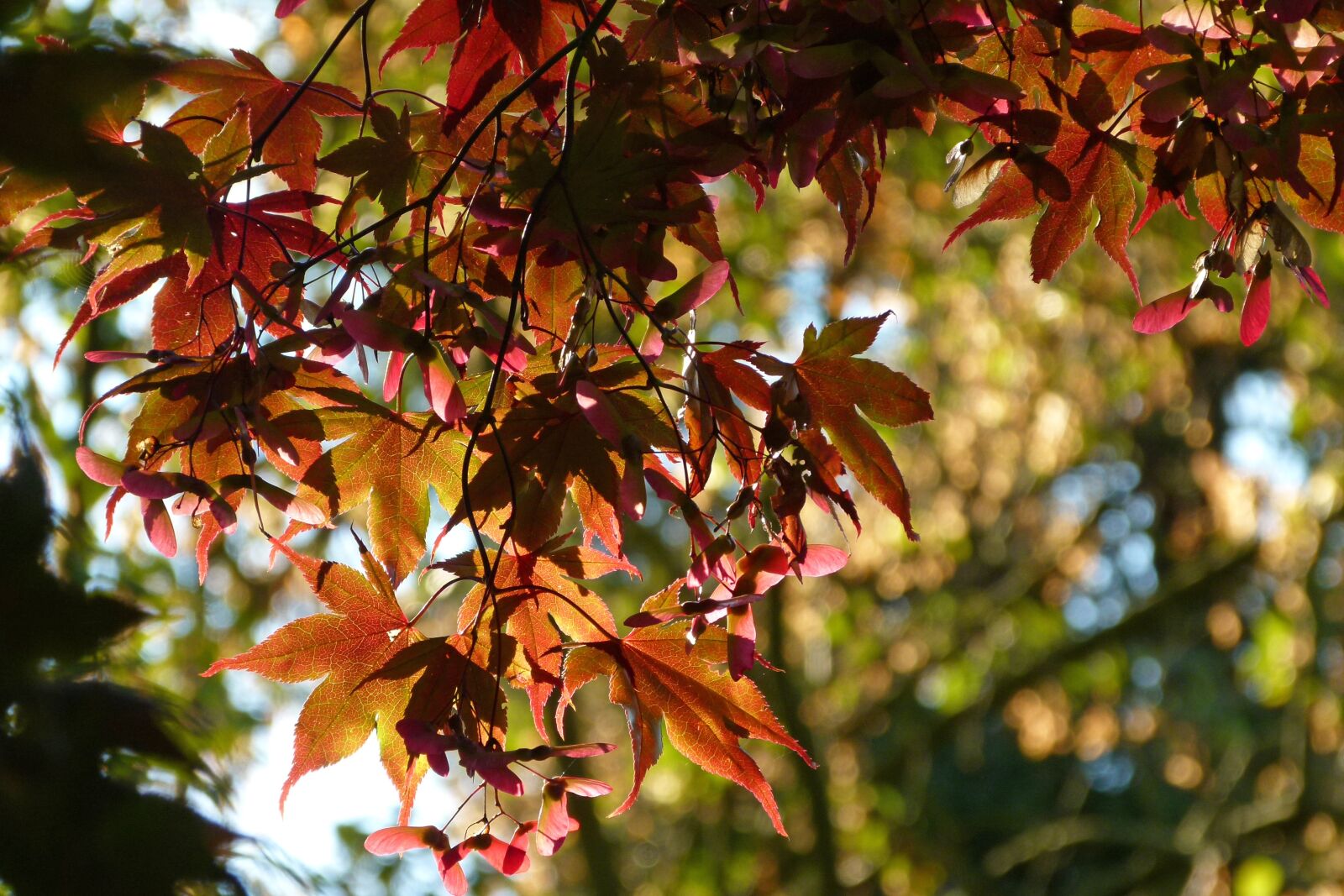 Panasonic Lumix DMC-FZ100 sample photo. Leaf, autumn, nature photography