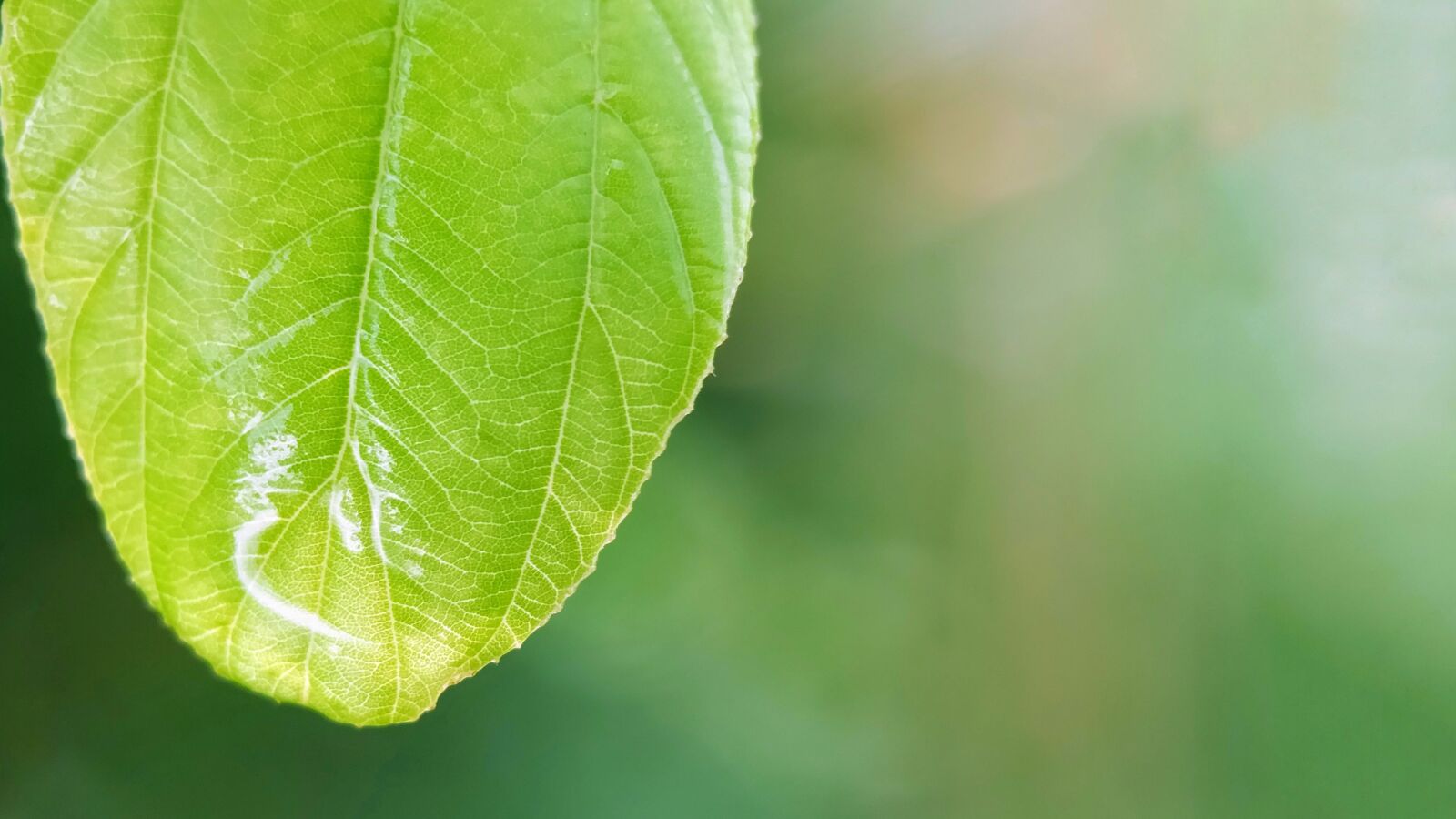 LG G5 sample photo. Leaf, background, blur photography