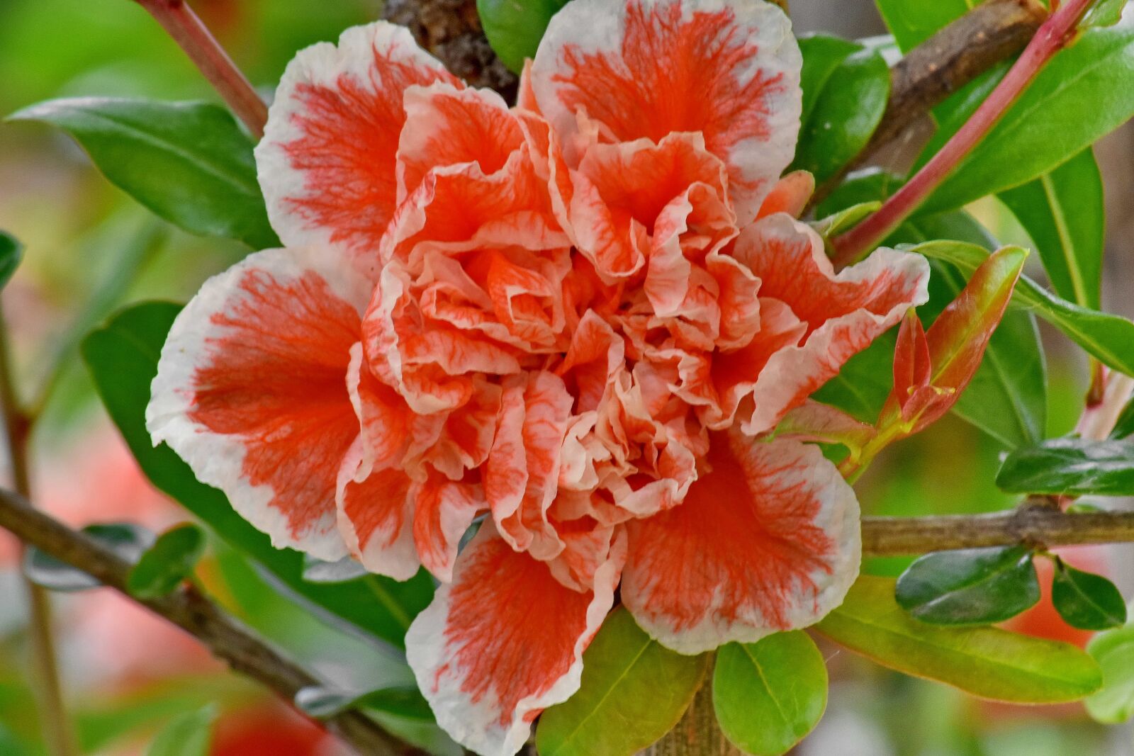 Nikon D5500 sample photo. Petals, reddish, shrub, spring photography