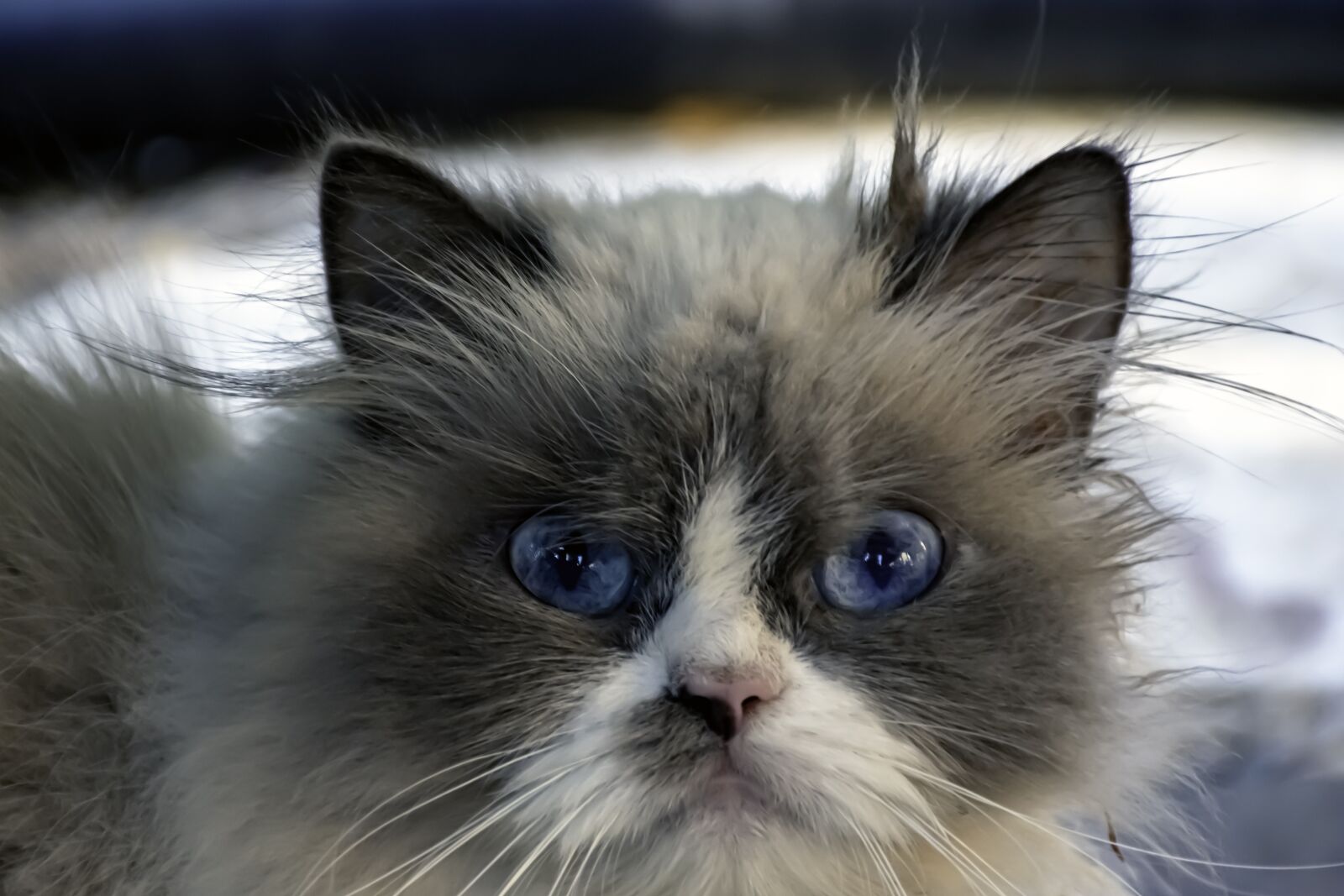 Nikon D5600 sample photo. Ragdoll, cat, look photography
