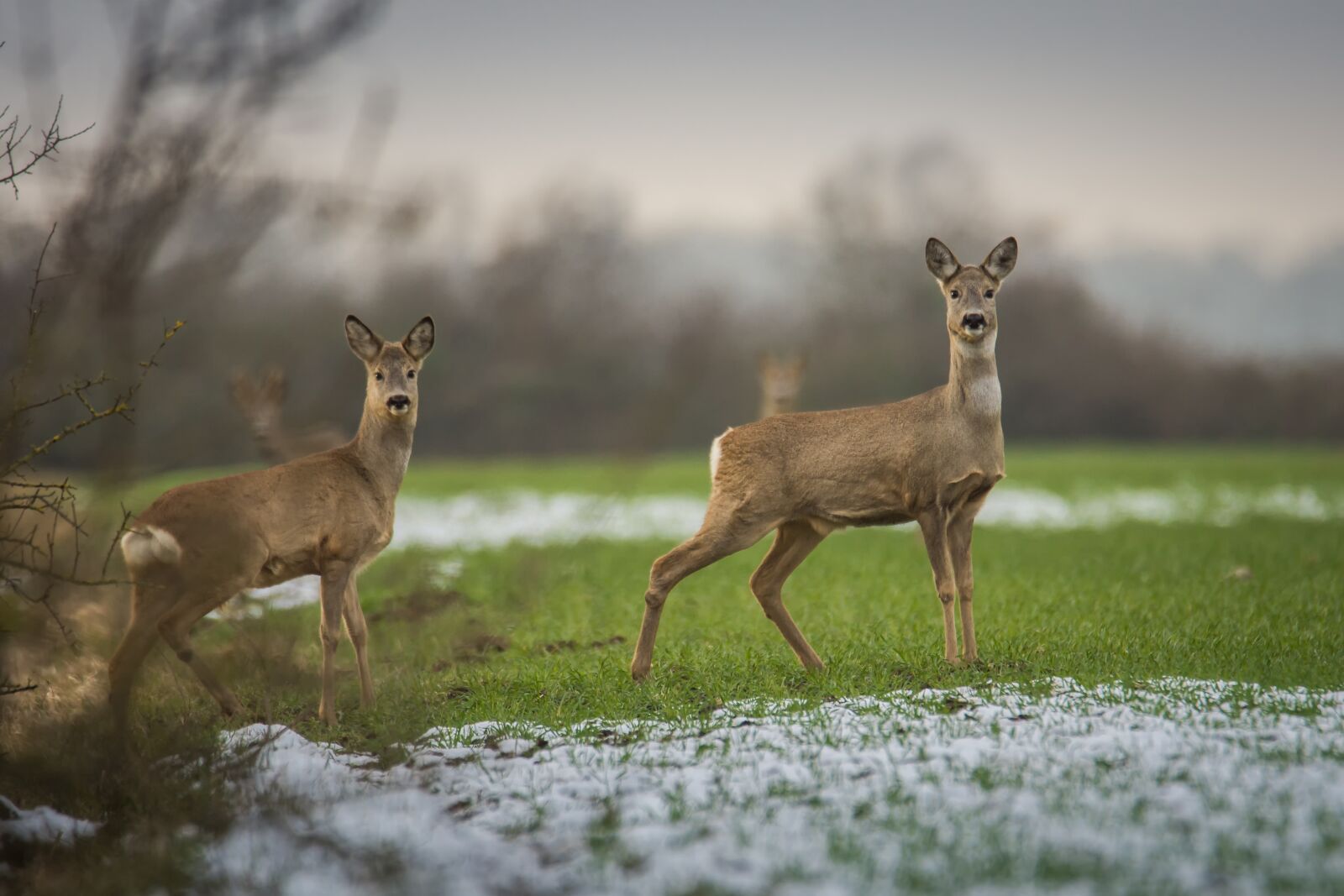 Nikon D7200 sample photo. Roe deer, mammal, animal photography