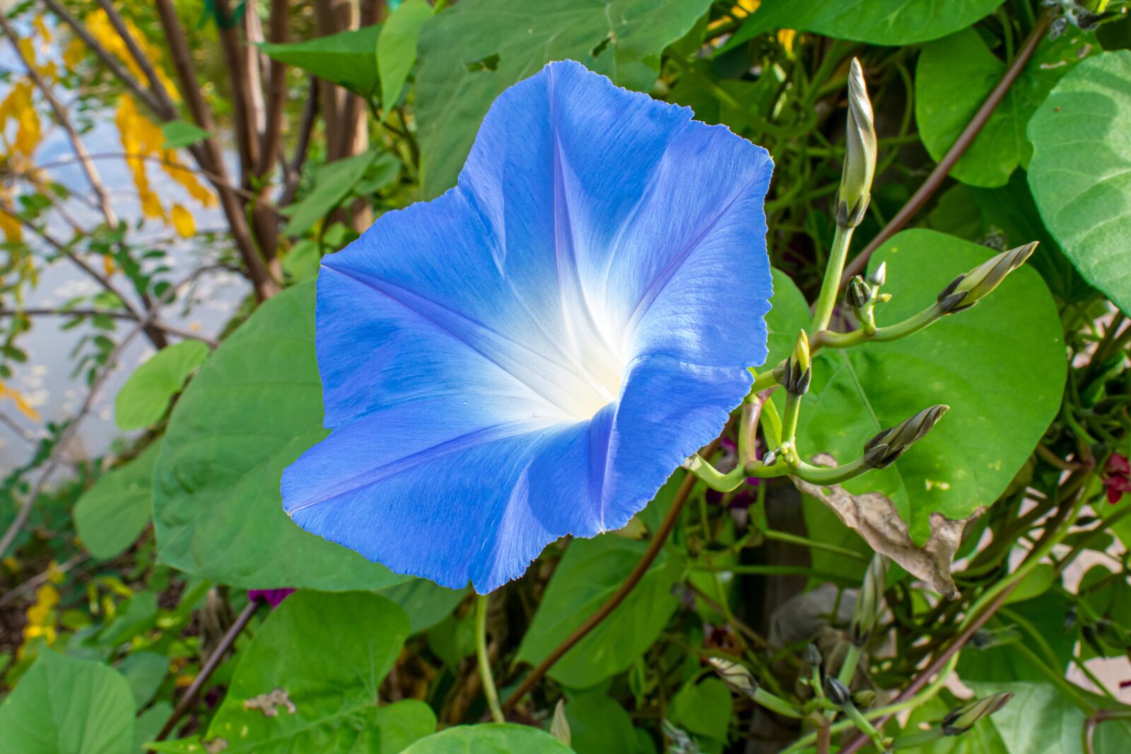 Nikon D5300 sample photo. Blossom, bloom, blue photography