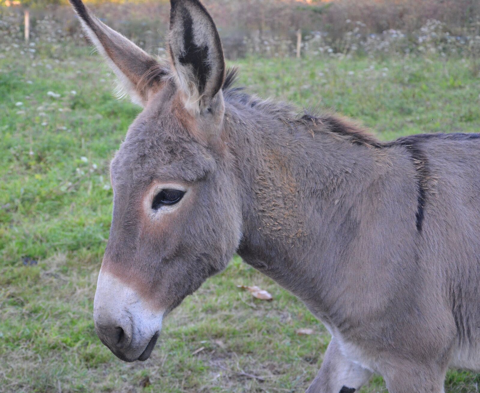 Nikon D5200 sample photo. Donkey, colt, saint andré photography